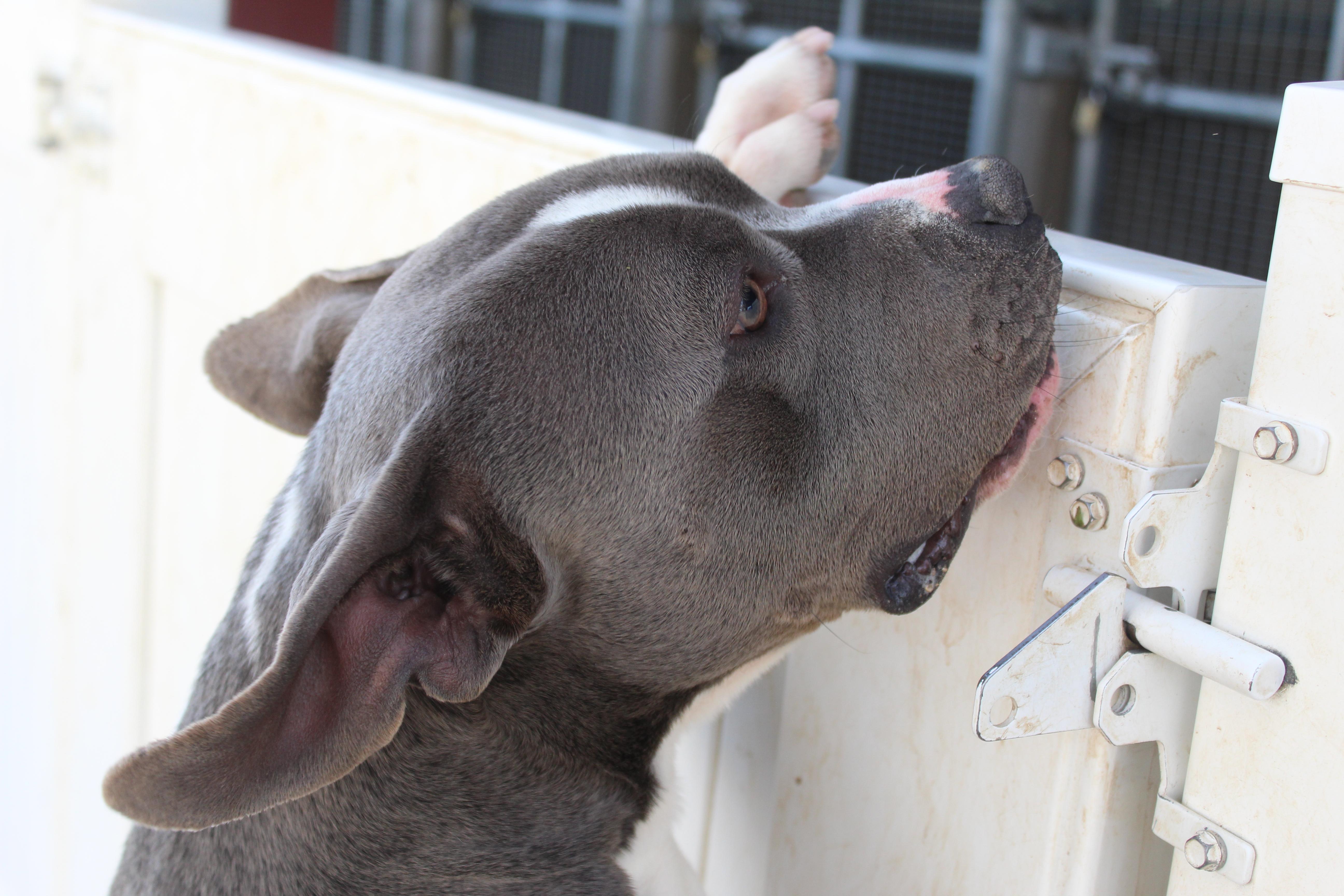 Enlarge Boone, an adoptable Pit Bull Terrier in Yucca Valley, CA image 4/6