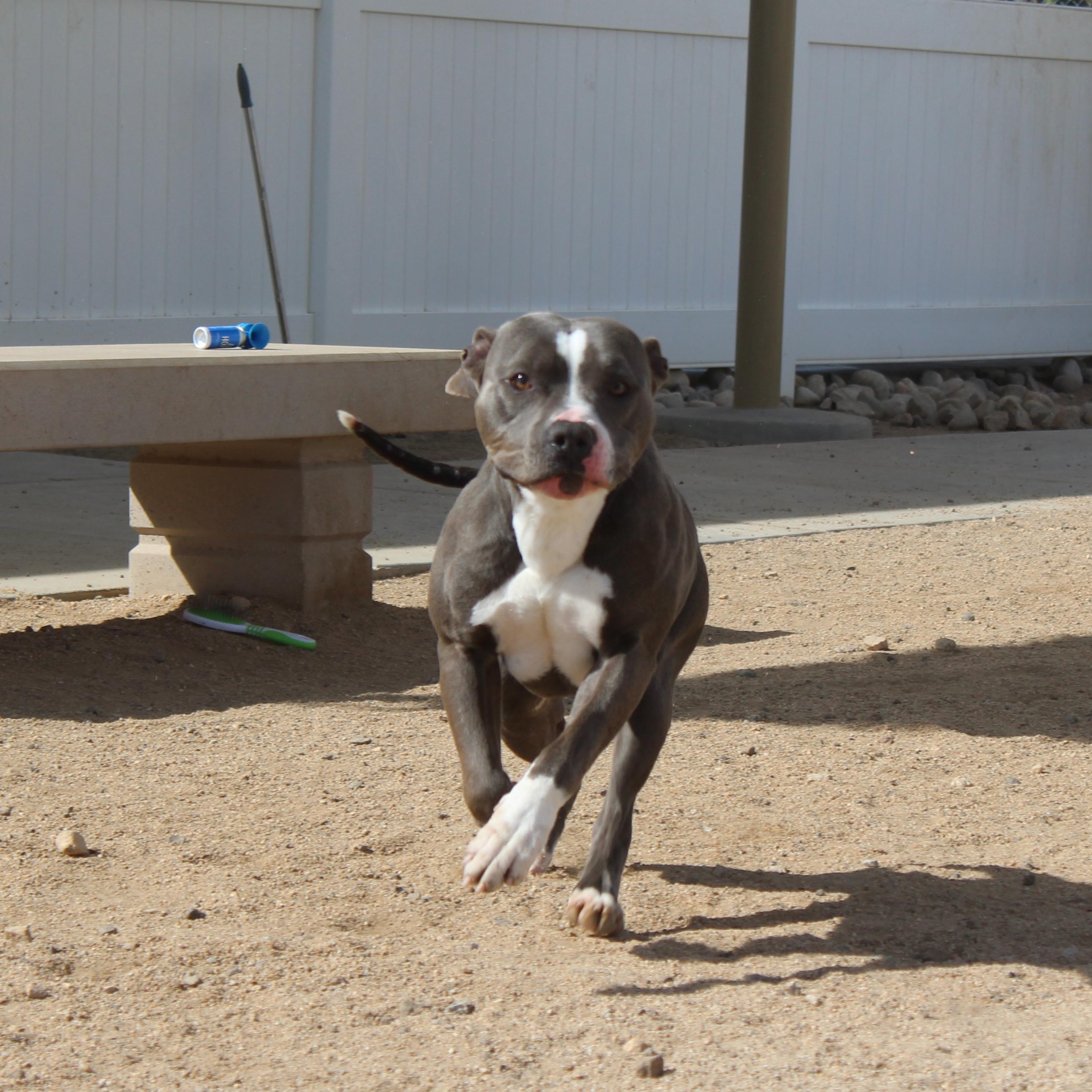Enlarge Boone, an adoptable Pit Bull Terrier in Yucca Valley, CA image 3/6