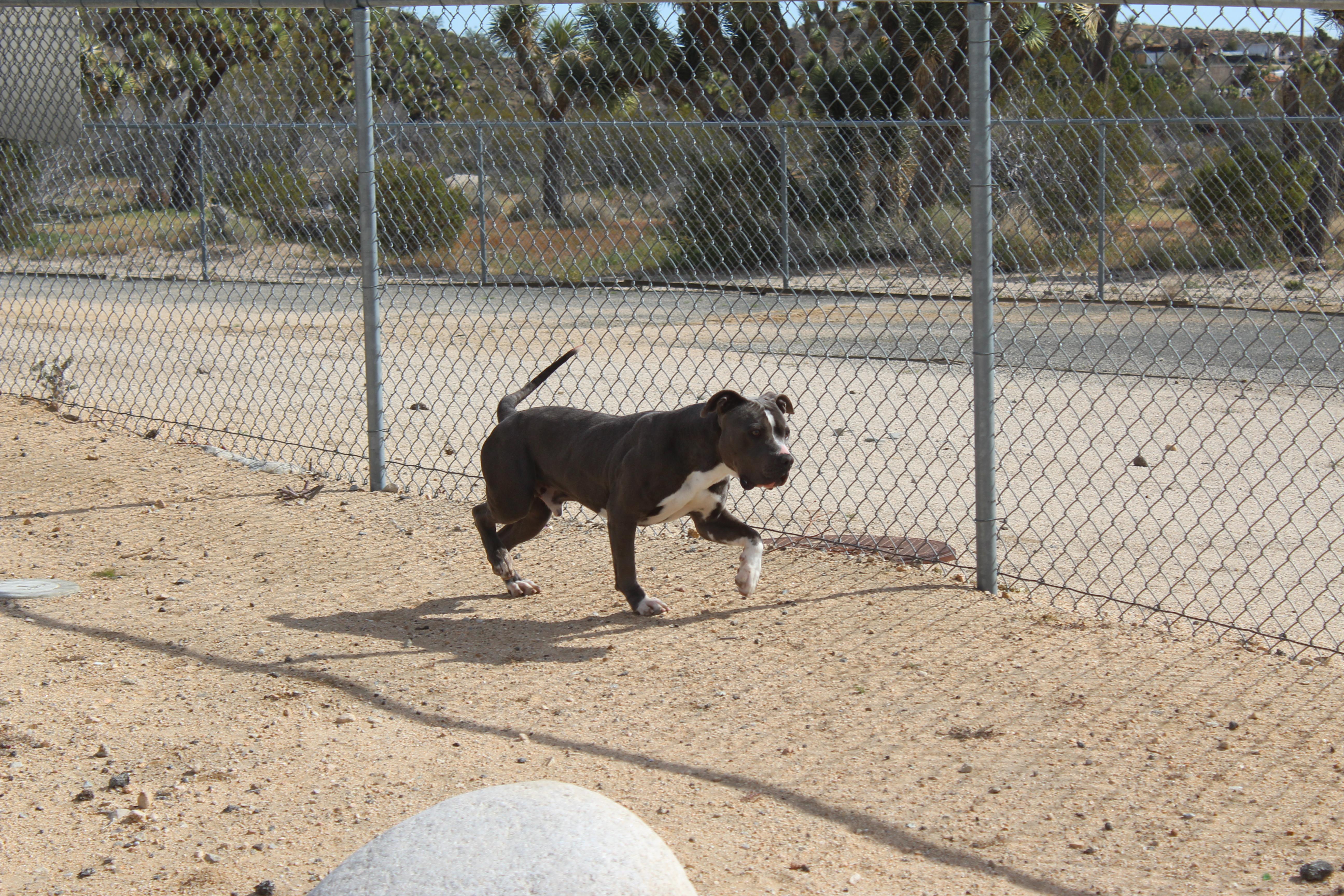 Enlarge Boone, an adoptable Pit Bull Terrier in Yucca Valley, CA image 2/6