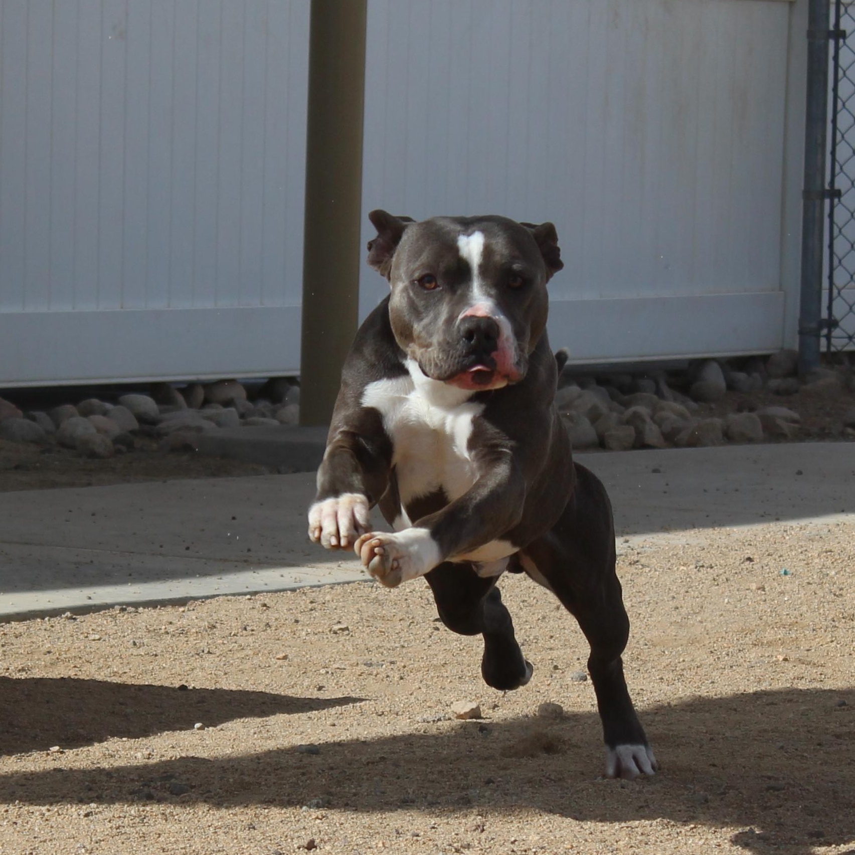 Enlarge Boone, an adoptable Pit Bull Terrier in Yucca Valley, CA image 5/6