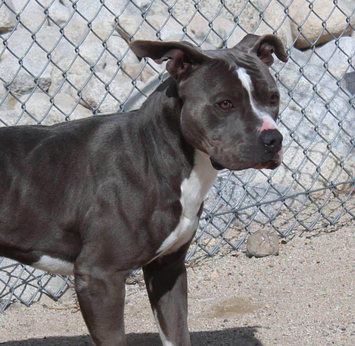 Enlarge Boone, an adoptable Pit Bull Terrier in Yucca Valley, CA image 1/6