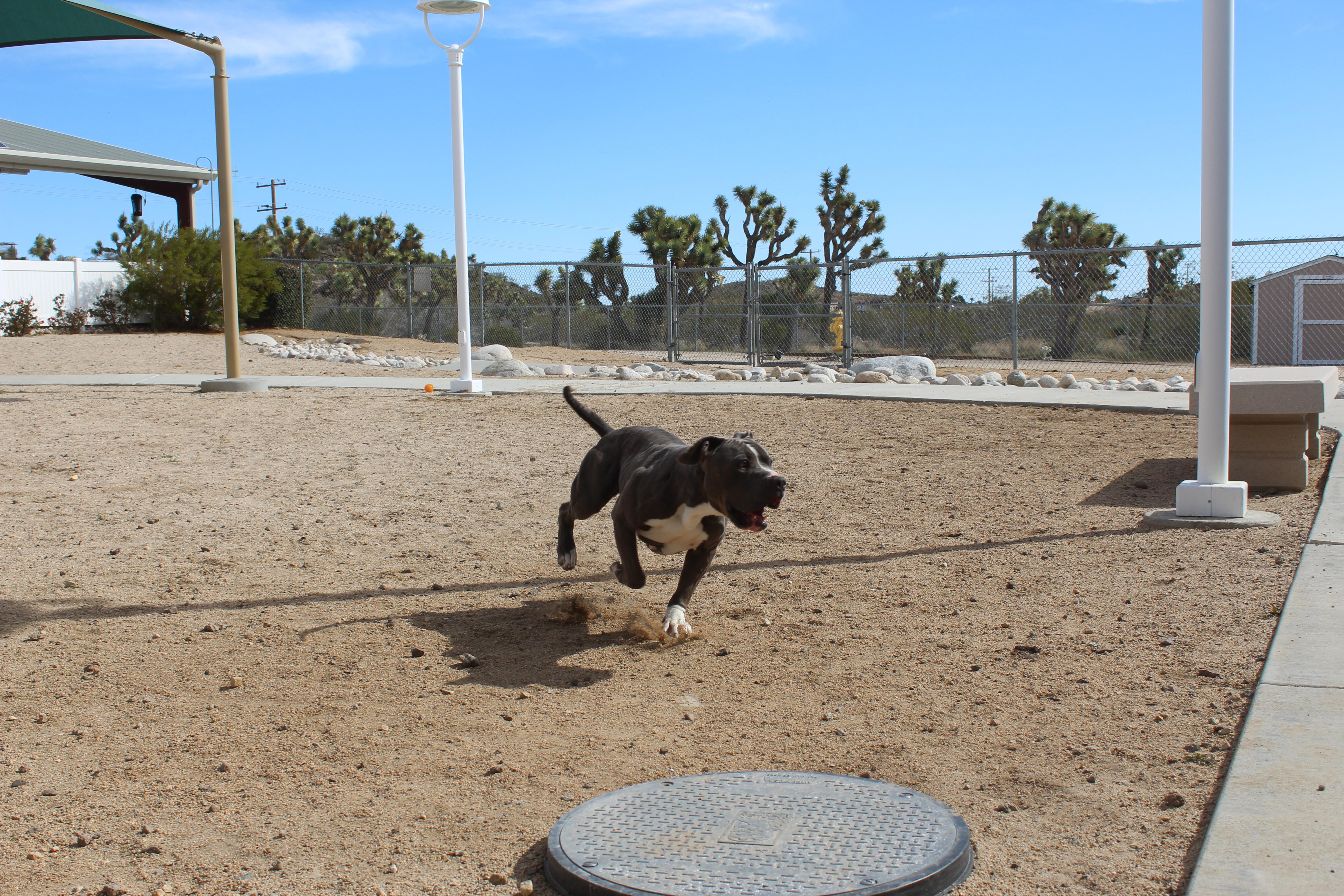 Enlarge Boone, an adoptable Pit Bull Terrier in Yucca Valley, CA image 6/6