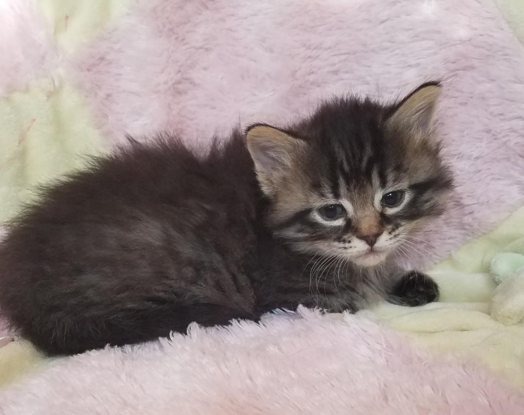 Minou, an adopted Domestic Medium Hair in Aurora, CO image 1/7