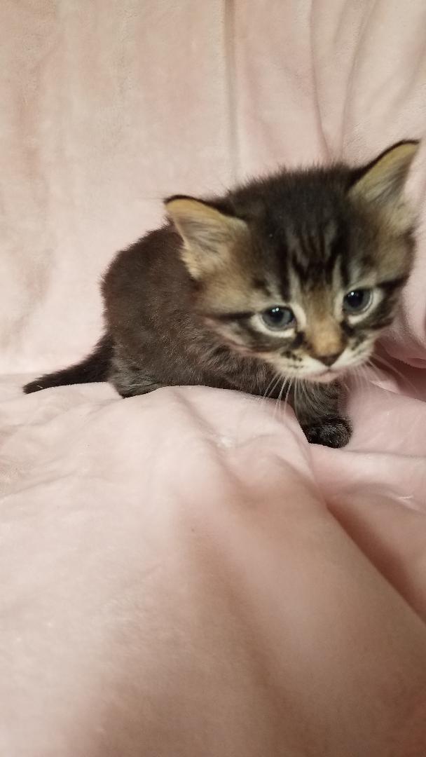 Minou, an adopted Domestic Medium Hair in Aurora, CO image 6/7