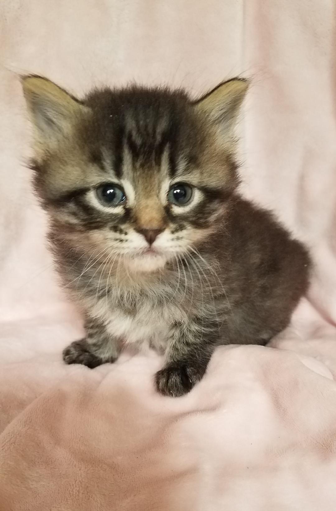 Minou, an adopted Domestic Medium Hair in Aurora, CO image 4/7