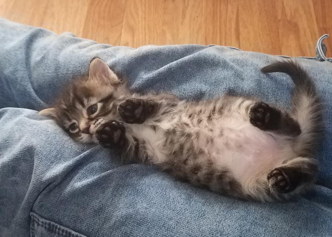 Minou, an adopted Domestic Medium Hair in Aurora, CO image 5/7