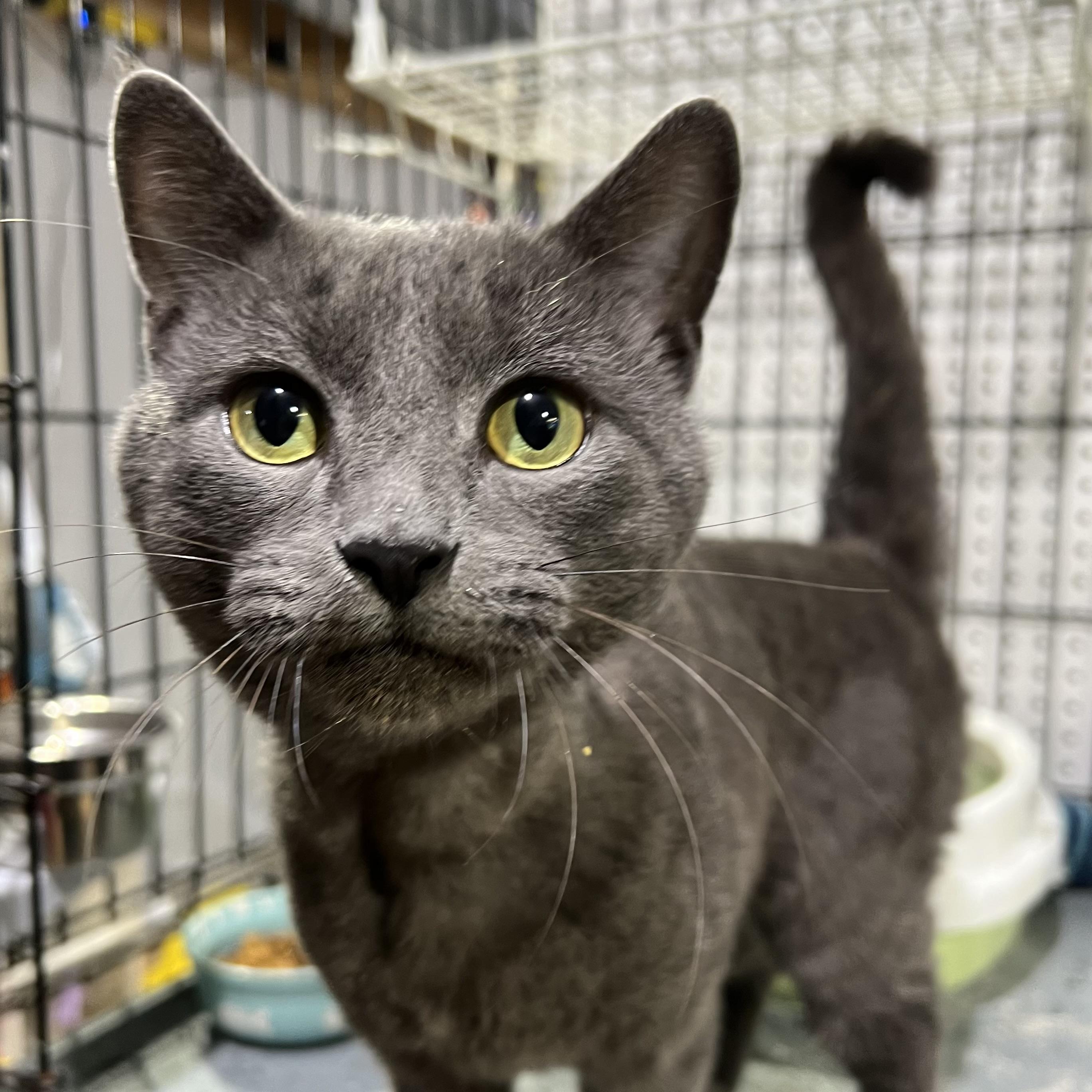 Alvin, Adoptable, Adult Male Domestic Short Hair.