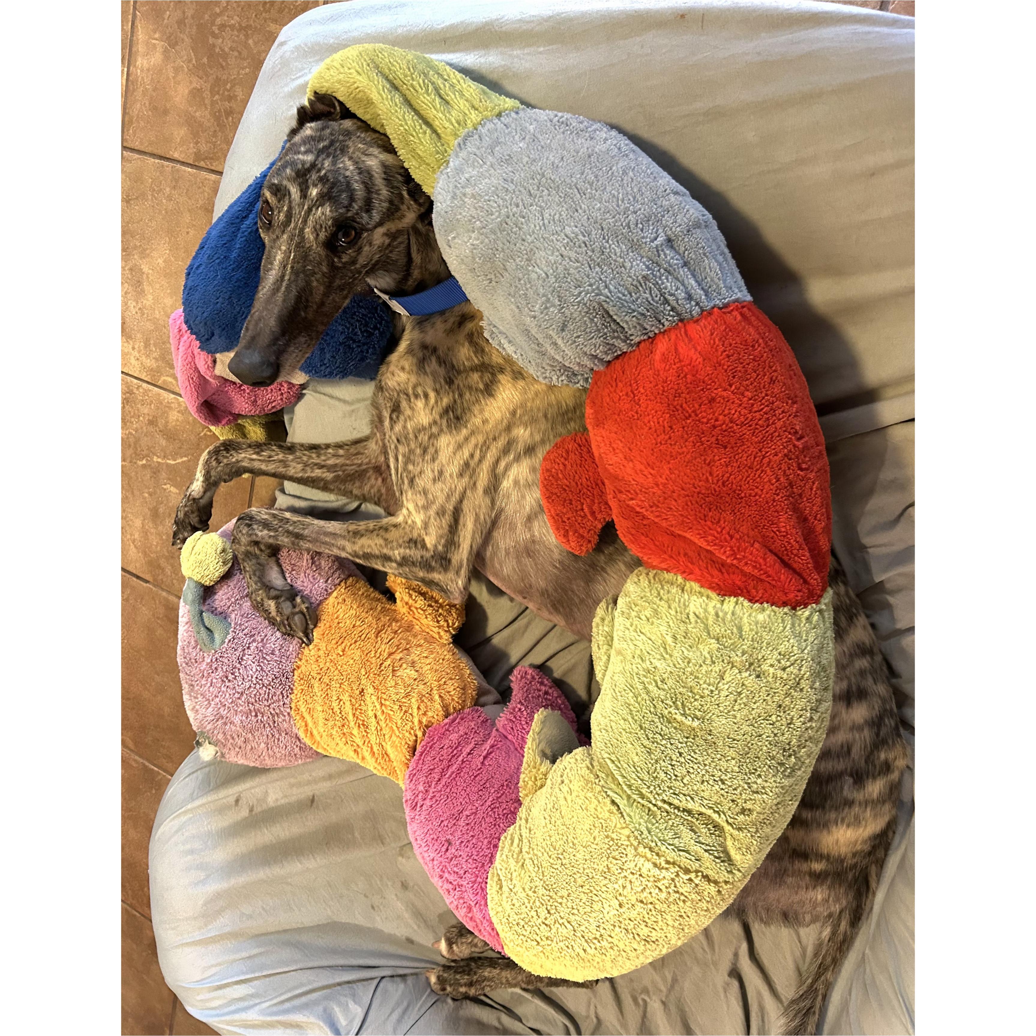 FF Dominick (Dominick), Adoptable, Adult Male Greyhound.