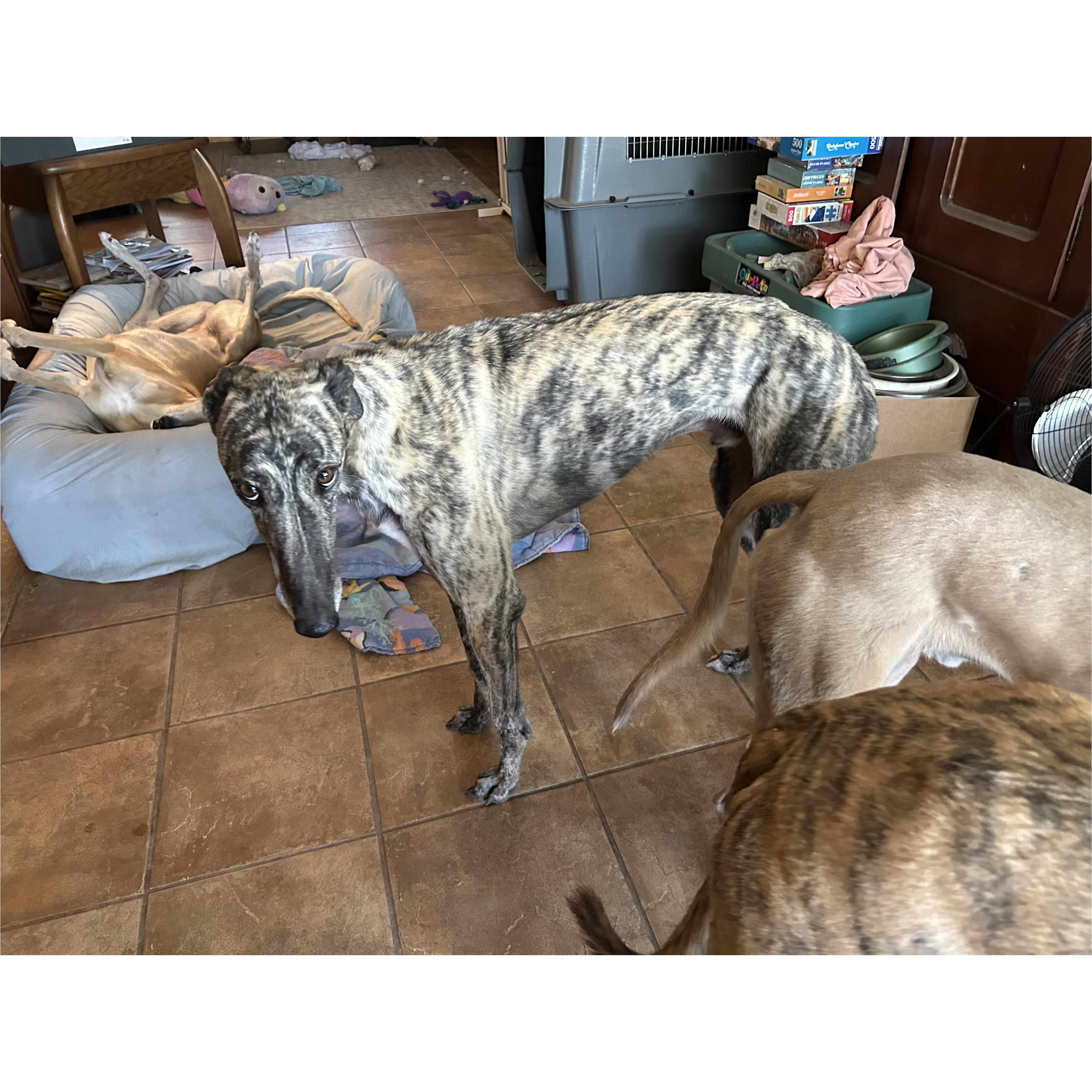 Enlarge FF Dominick (Dominick), a Adoptable Greyhound in Tarpon Springs, FL image 2/6