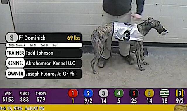 FF Dominick, Adoptable, Adult Male Greyhound.