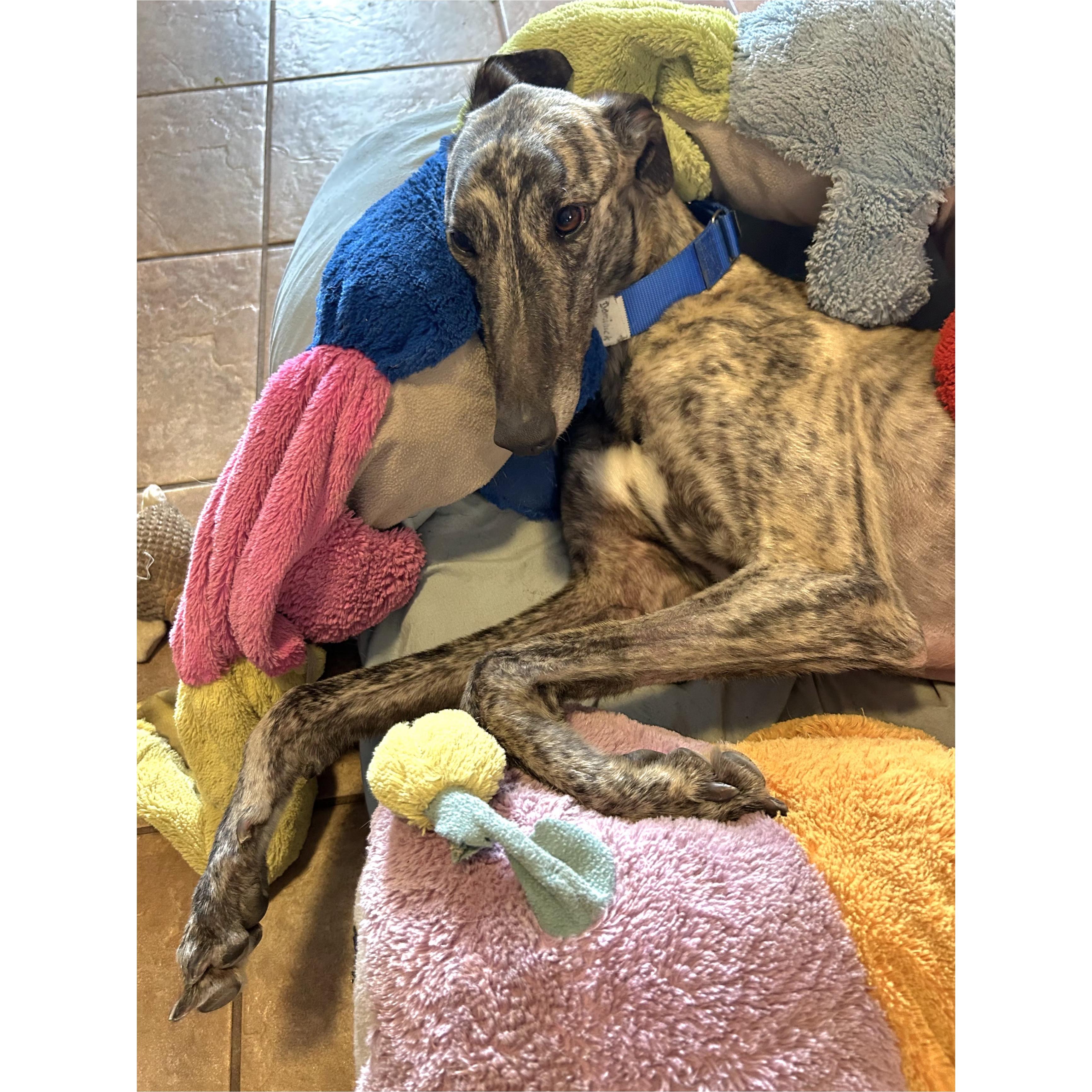 Enlarge FF Dominick (Dominick), a Adoptable Greyhound in Tarpon Springs, FL image 4/6