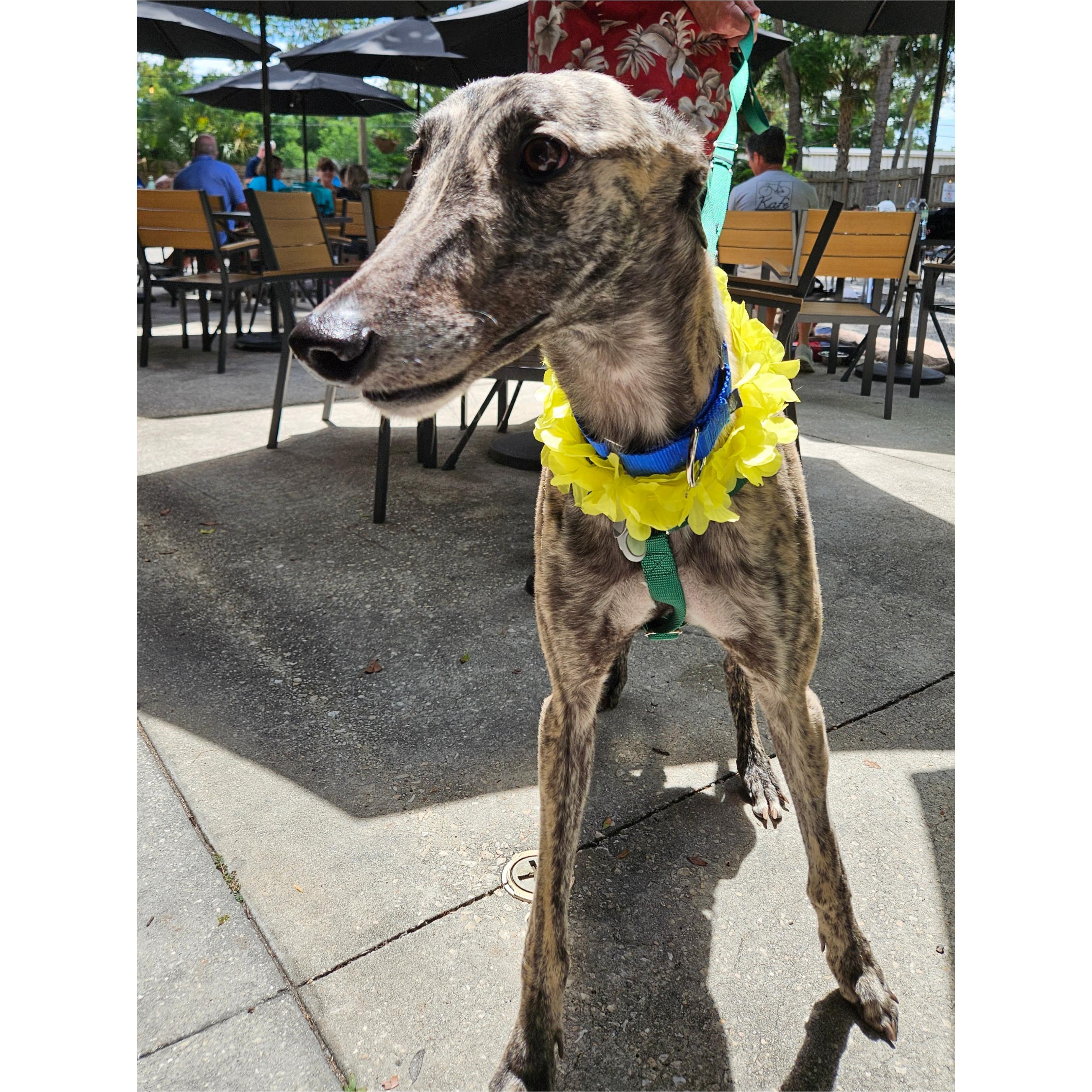 Enlarge FF Dominick (Dominick), a Adoptable Greyhound in Tarpon Springs, FL image 5/6