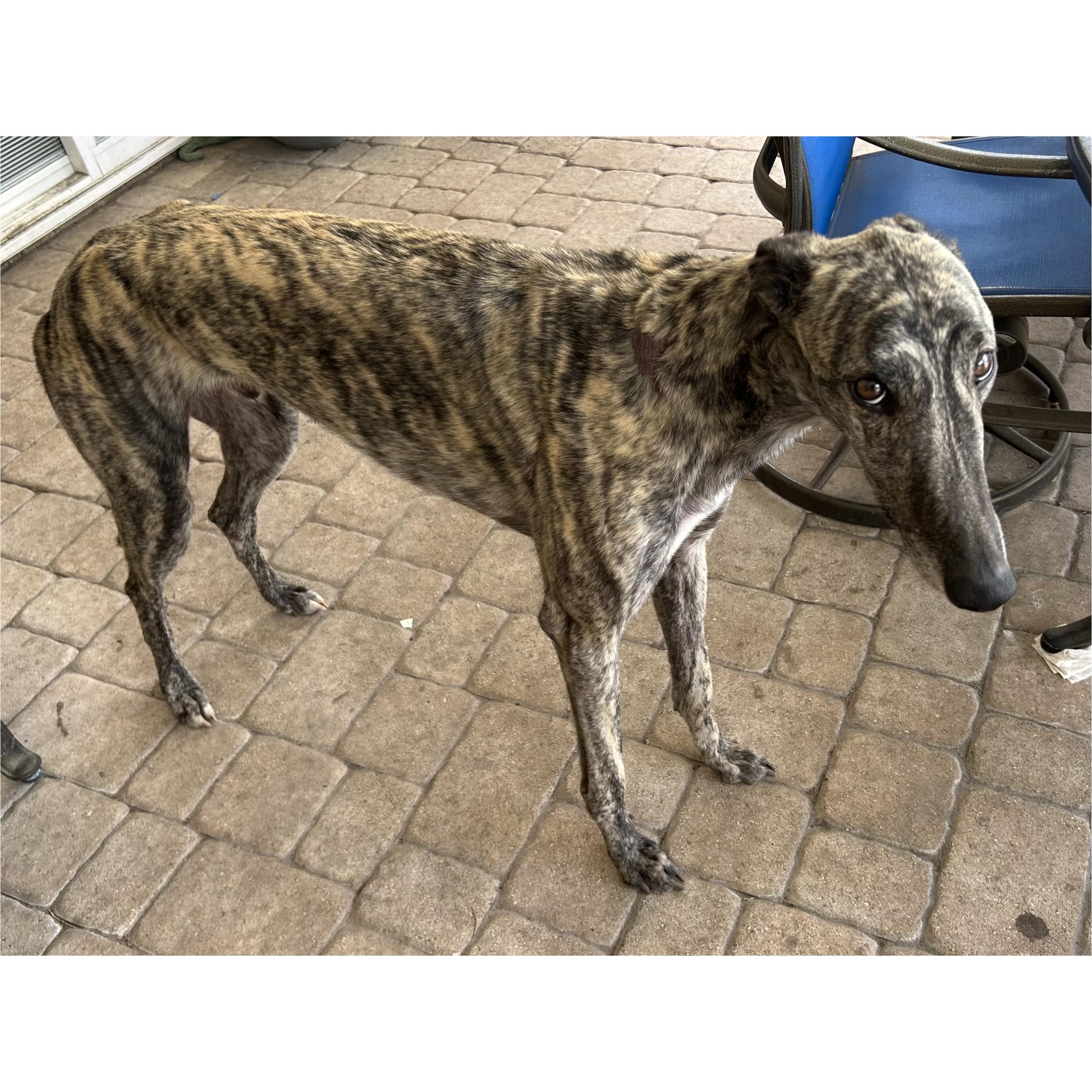 Enlarge FF Dominick (Dominick), a Adoptable Greyhound in Tarpon Springs, FL image 6/6