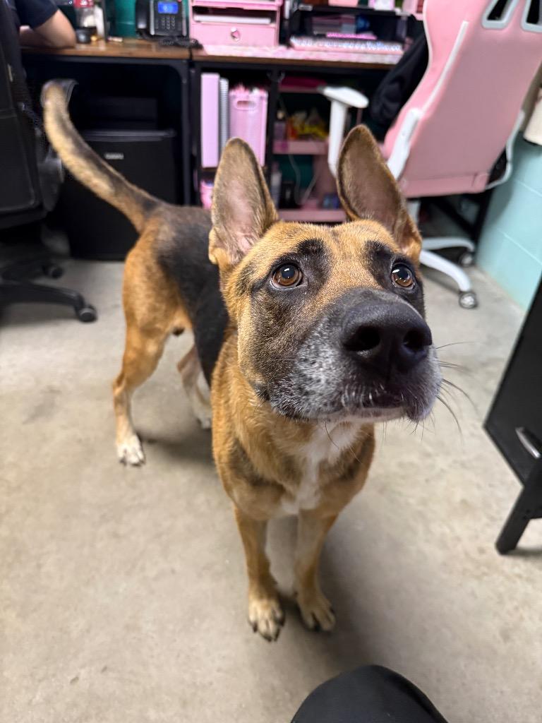 Winston Furchill, Adoptable, Adult Male German Shepherd Dog & Belgian Shepherd / Malinois.