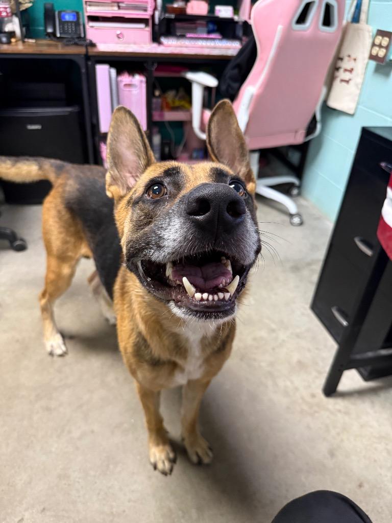 Enlarge Winston Furchill, a Adoptable mixed breed in Rockport, TX image 2/6