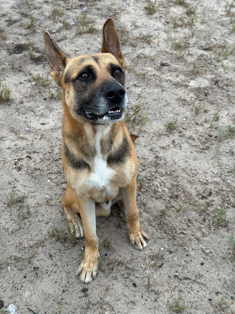 Enlarge Winston Furchill, a Adoptable mixed breed in Rockport, TX image 4/6