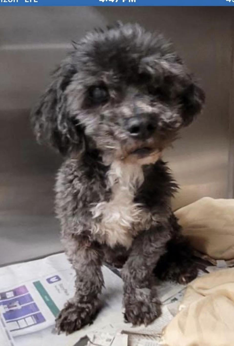 Enlarge Plum, a Adoptable mixed breed in Studio City, CA image 1/2