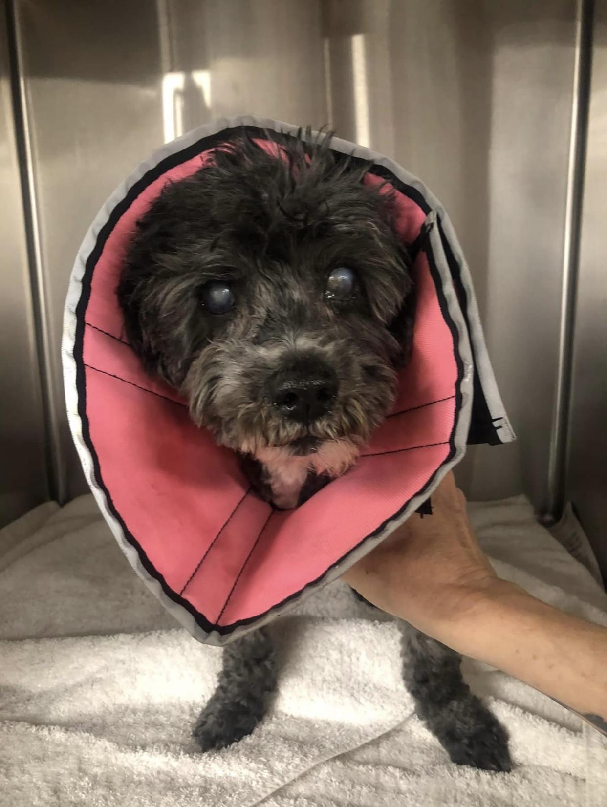 Enlarge Plum, a Adoptable mixed breed in Studio City, CA image 2/2