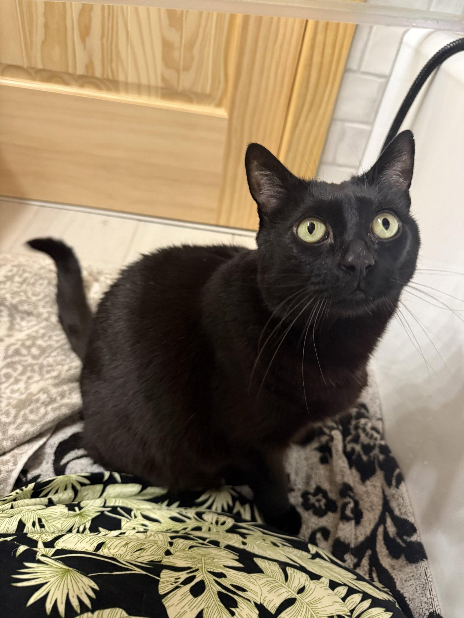 Enlarge Smoov (Courtesy Post), a Adoptable Domestic Short Hair in San Jose, CA image 1/3