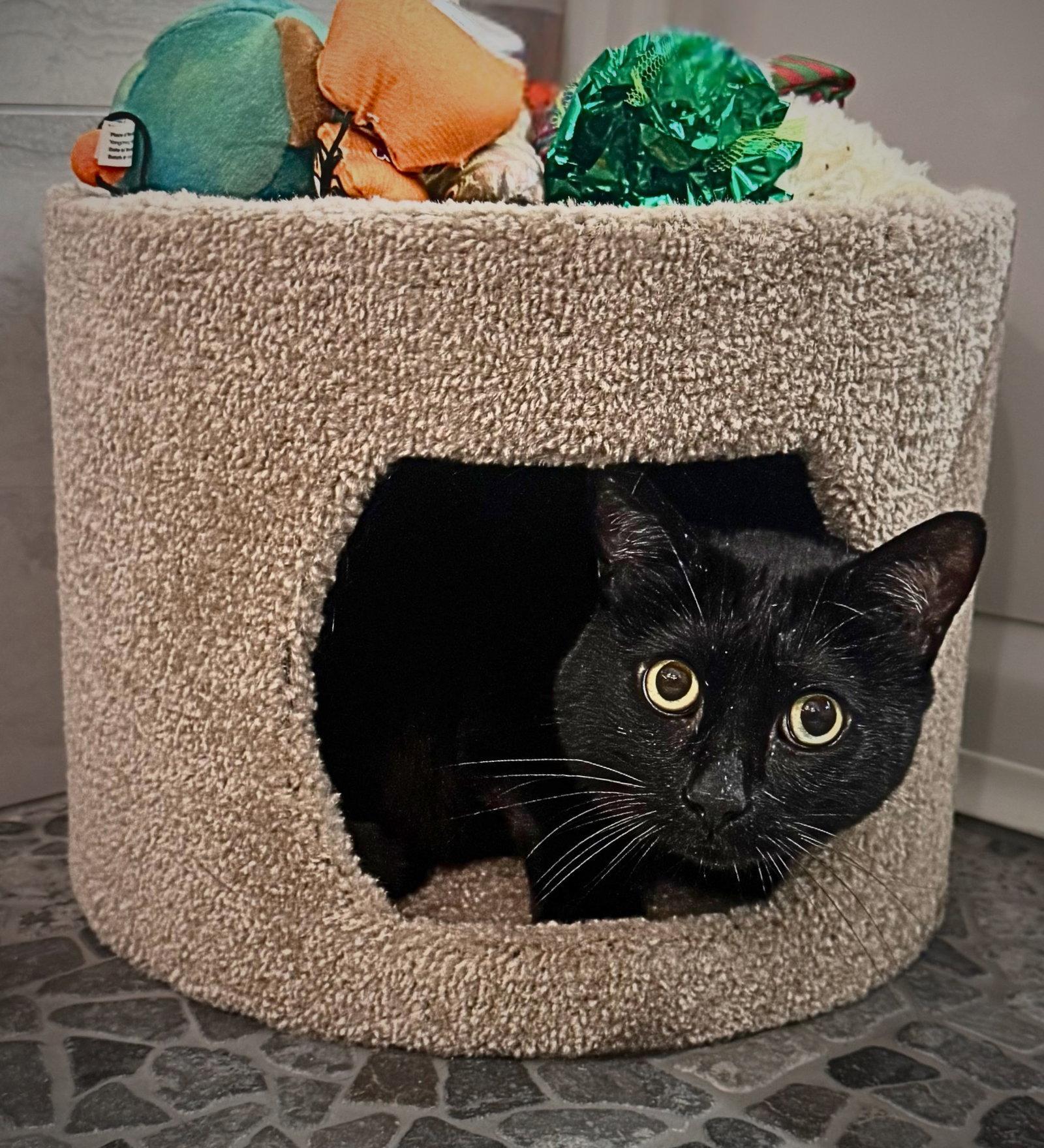 Enlarge Smoov (Courtesy Post), a Adoptable Domestic Short Hair in San Jose, CA image 2/3