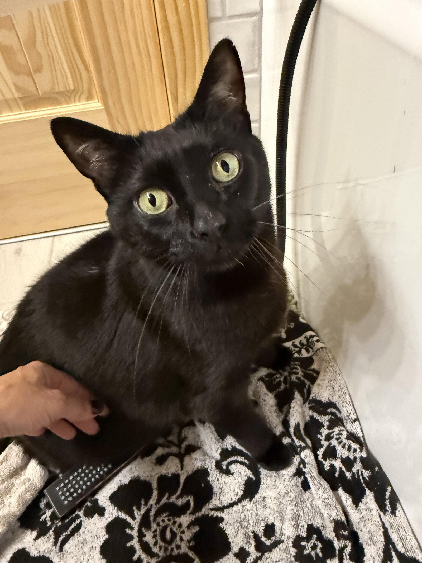 Enlarge Smoov (Courtesy Post), a Adoptable Domestic Short Hair in San Jose, CA image 3/3