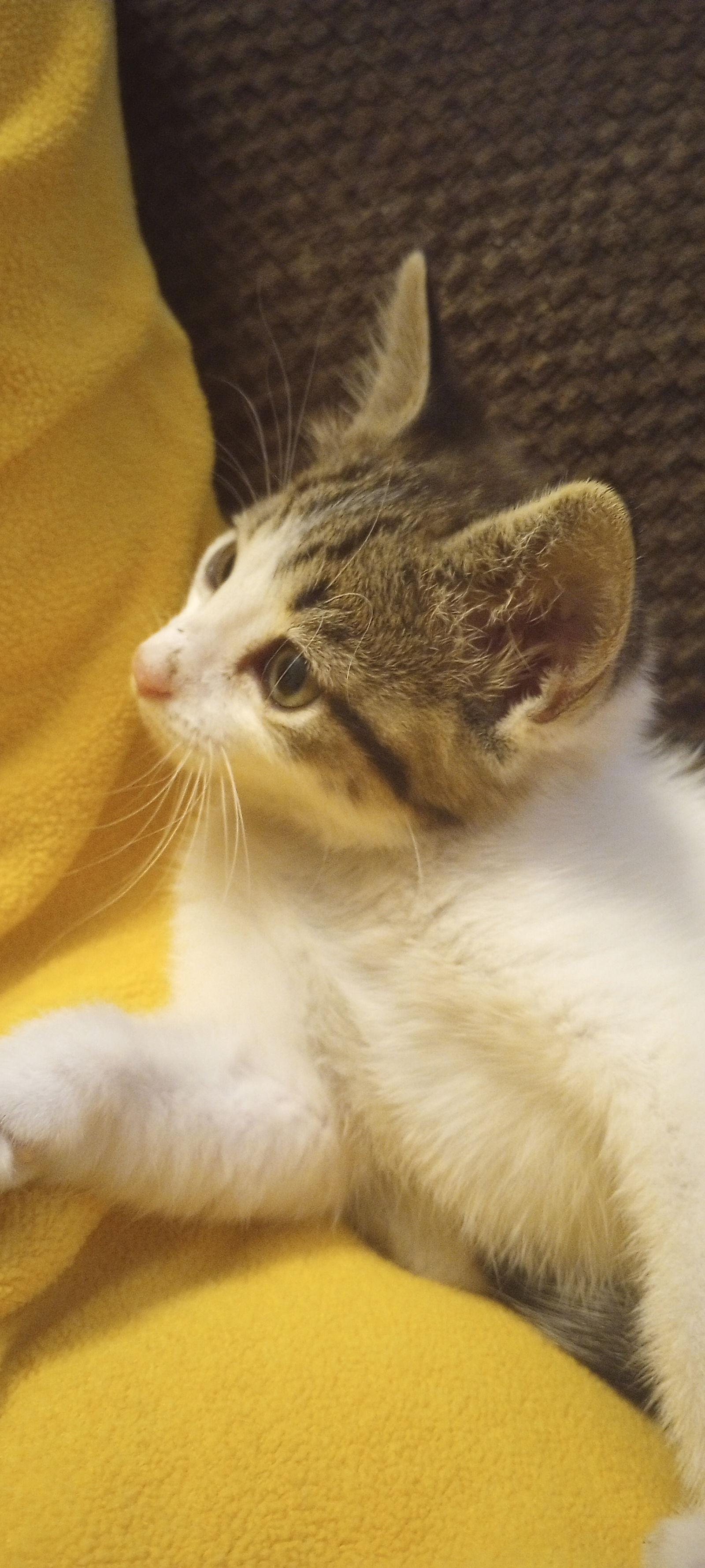 Adrienne, Adopted, Kitten Female Domestic Short Hair & Tabby.