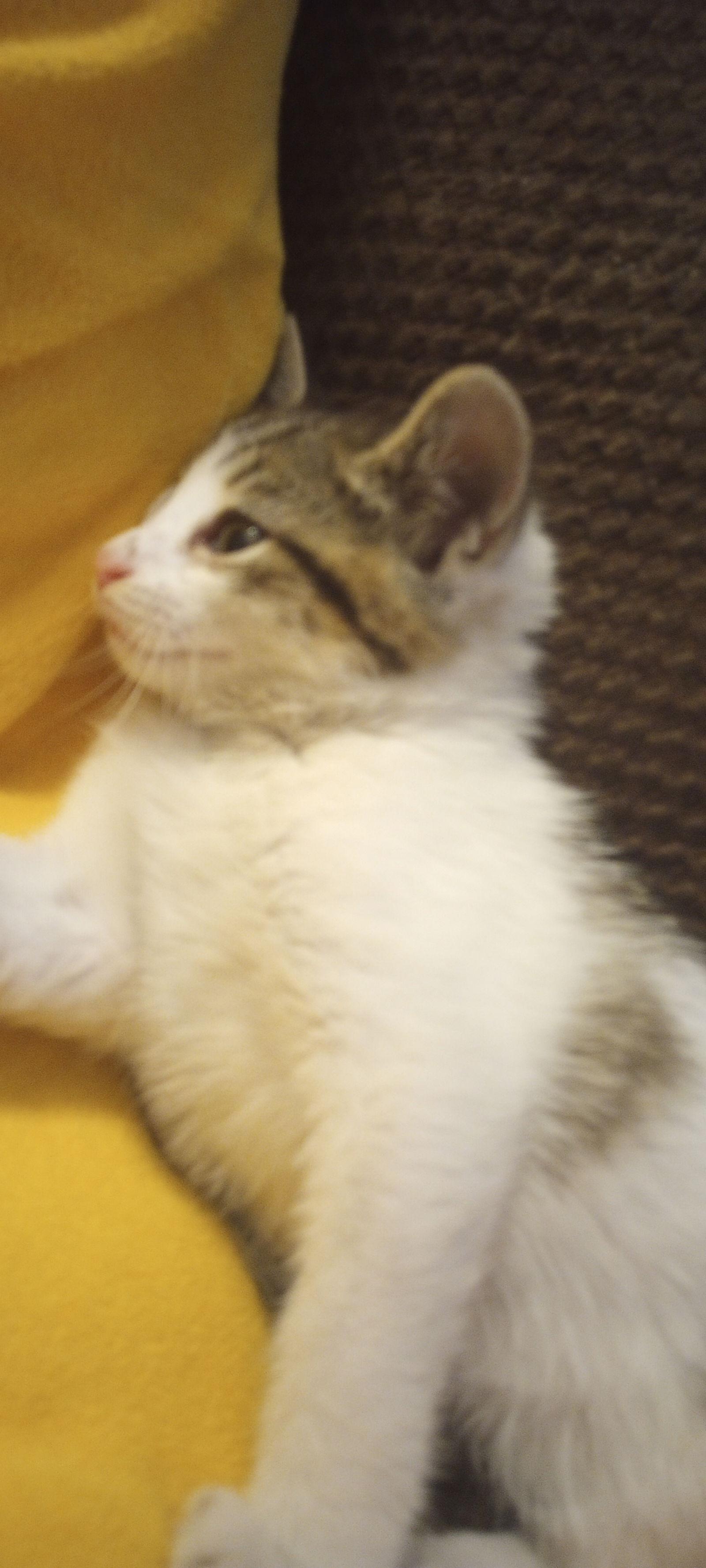 Enlarge Adrienne, a Adopted mixed breed in Cypress, TX image 2/3