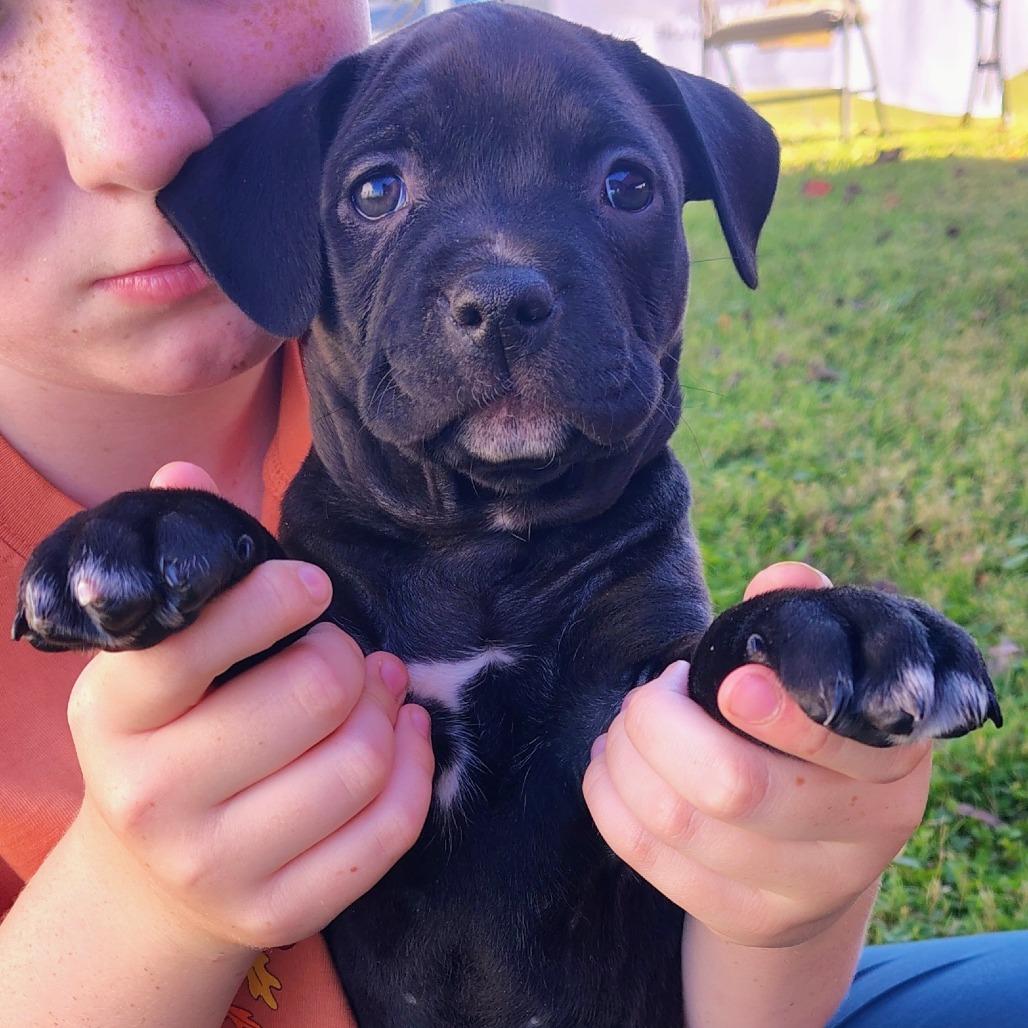 Loretta, Adoptable, Puppy Female Pit Bull Terrier.