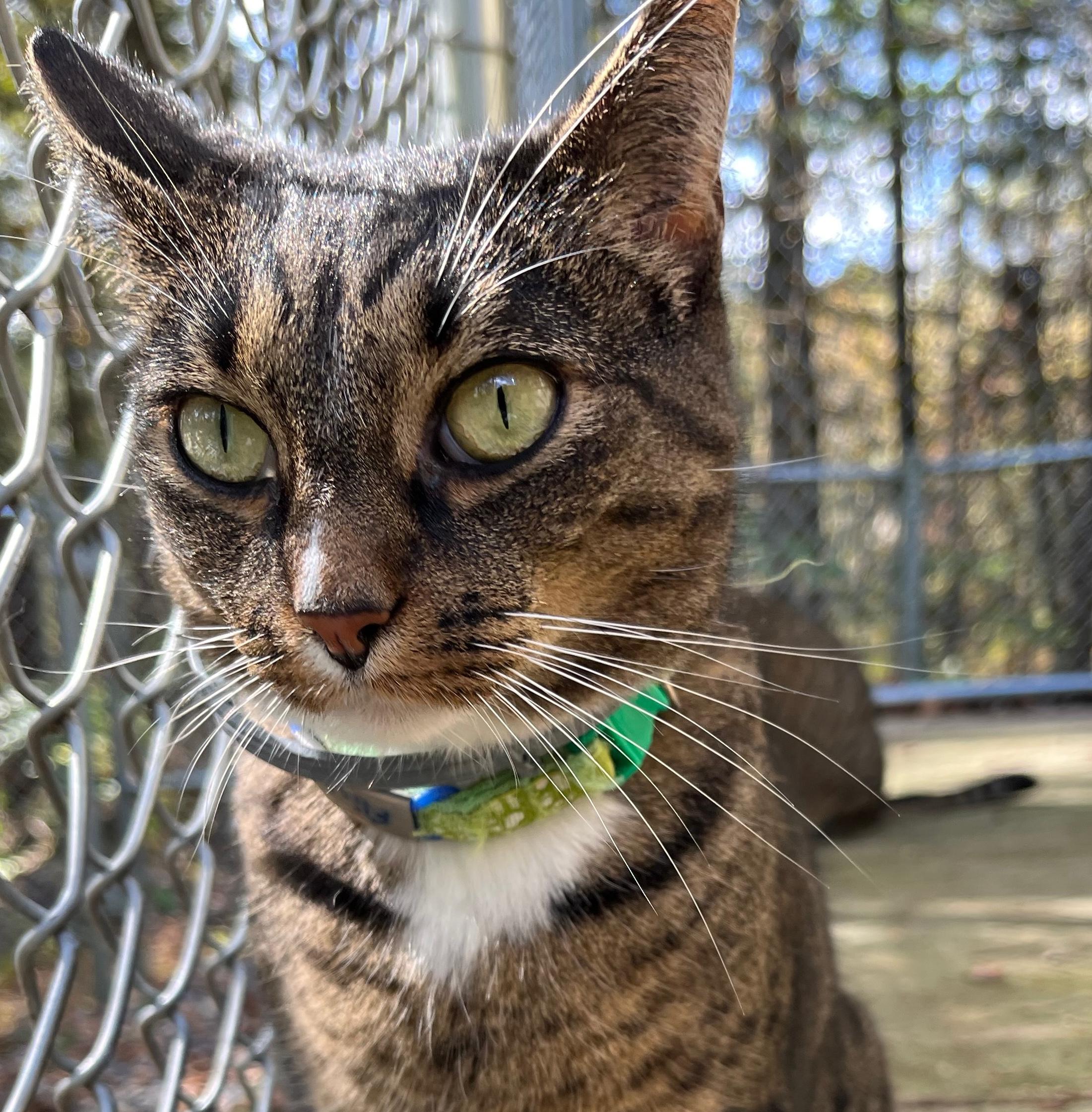 FLICKA, Adoptable, Adult Female Domestic Short Hair & Egyptian Mau.