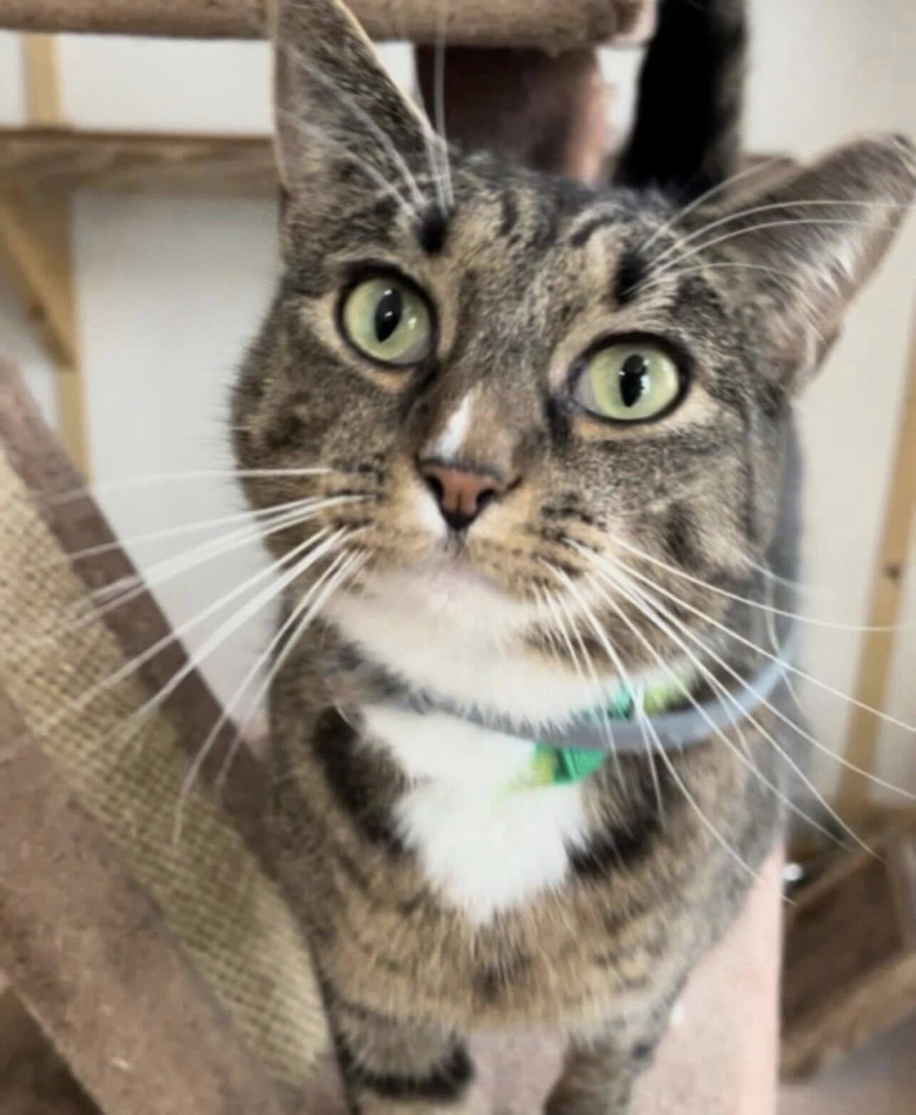 Enlarge FLICKA, a Adoptable mixed breed in Millerstown, PA image 6/6