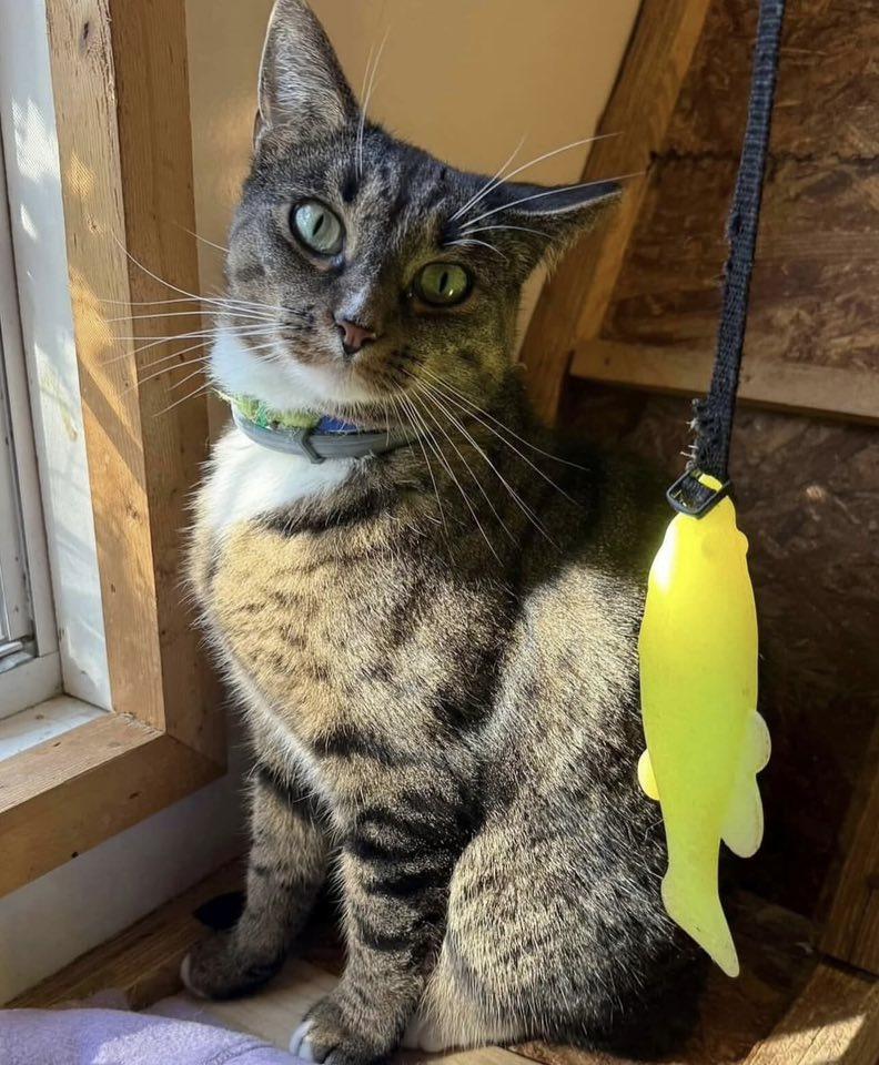 FLICKA, Adoptable, Adult Female Domestic Short Hair & Egyptian Mau.