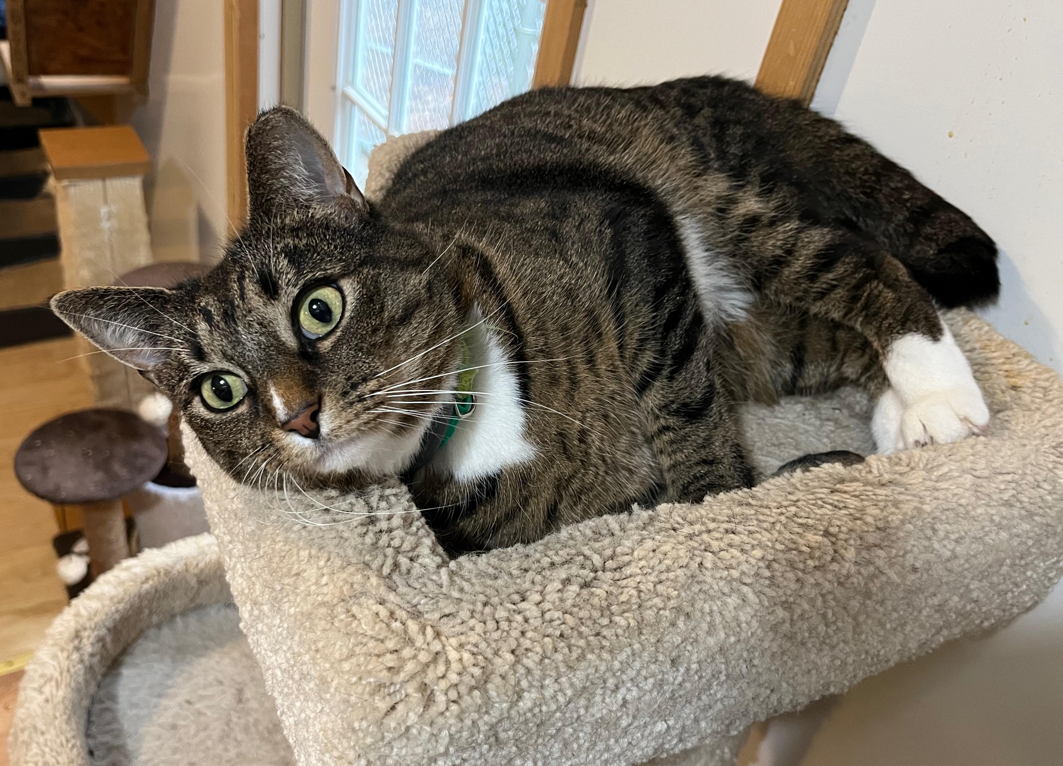 Enlarge FLICKA, a Adoptable mixed breed in Millerstown, PA image 6/6