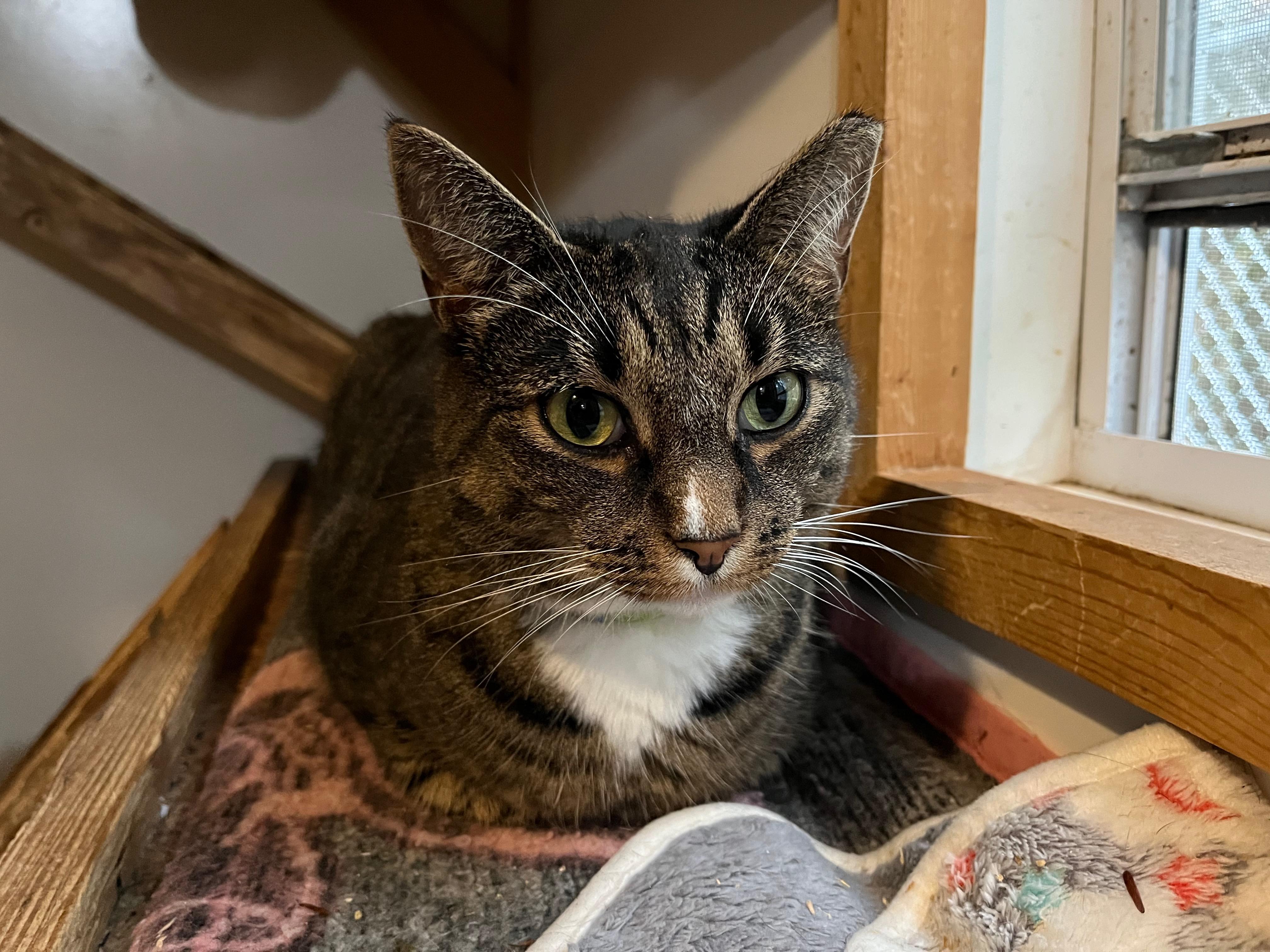 Enlarge FLICKA, a Adoptable mixed breed in Millerstown, PA image 4/6