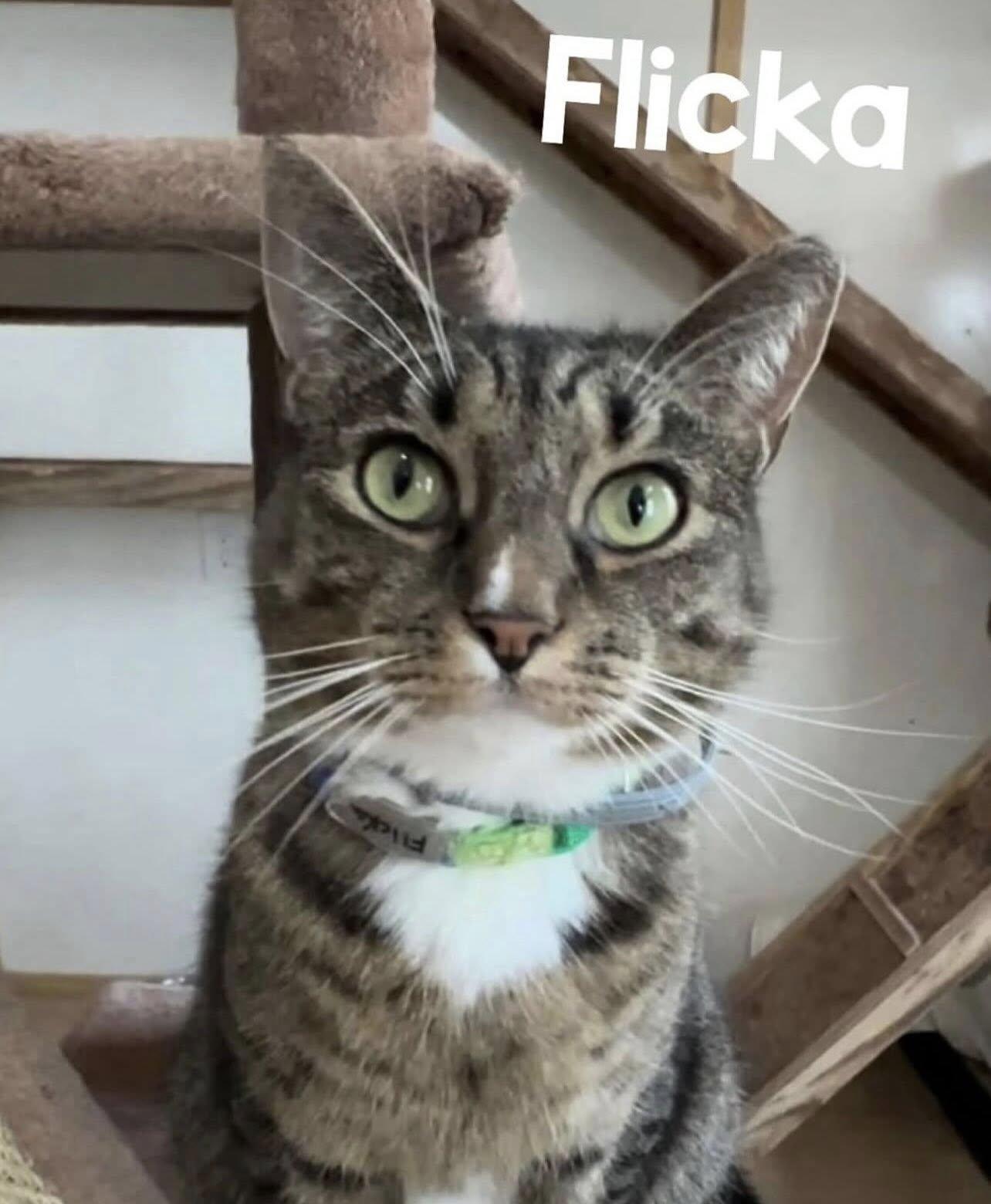 FLICKA