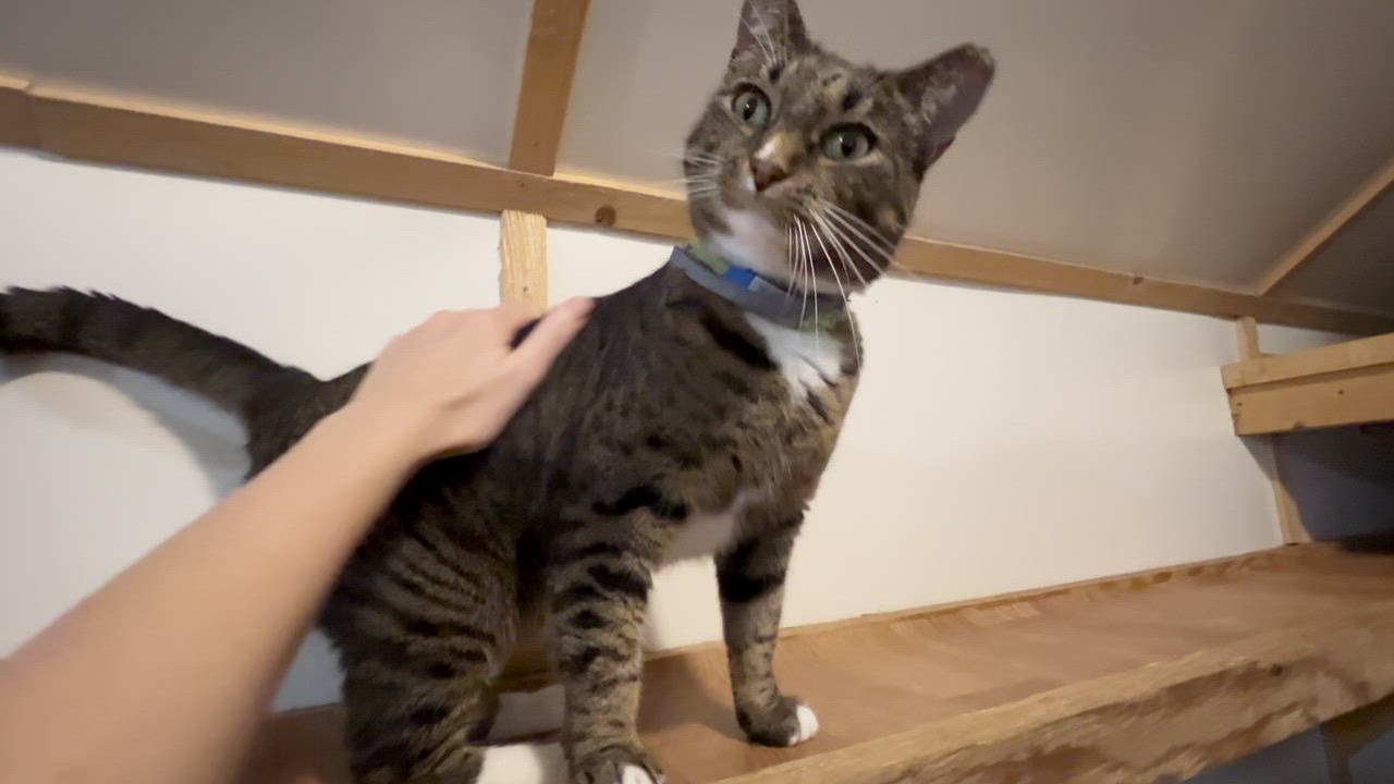 Enlarge FLICKA, a Adoptable mixed breed in Millerstown, PA video 5/6