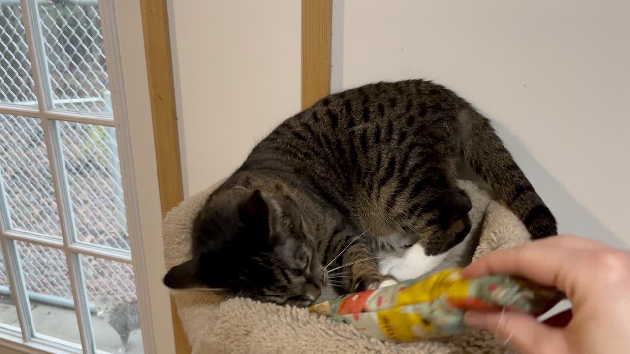 Enlarge FLICKA, a Adoptable mixed breed in Millerstown, PA video 5/6