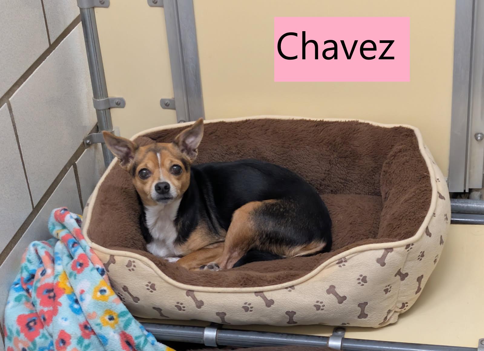 Enlarge Chavez, a Adopted mixed breed in Mount Vernon, OH image 2/2