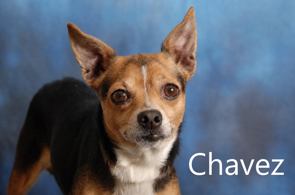 Chavez, Adopted, Adult Female Chihuahua.