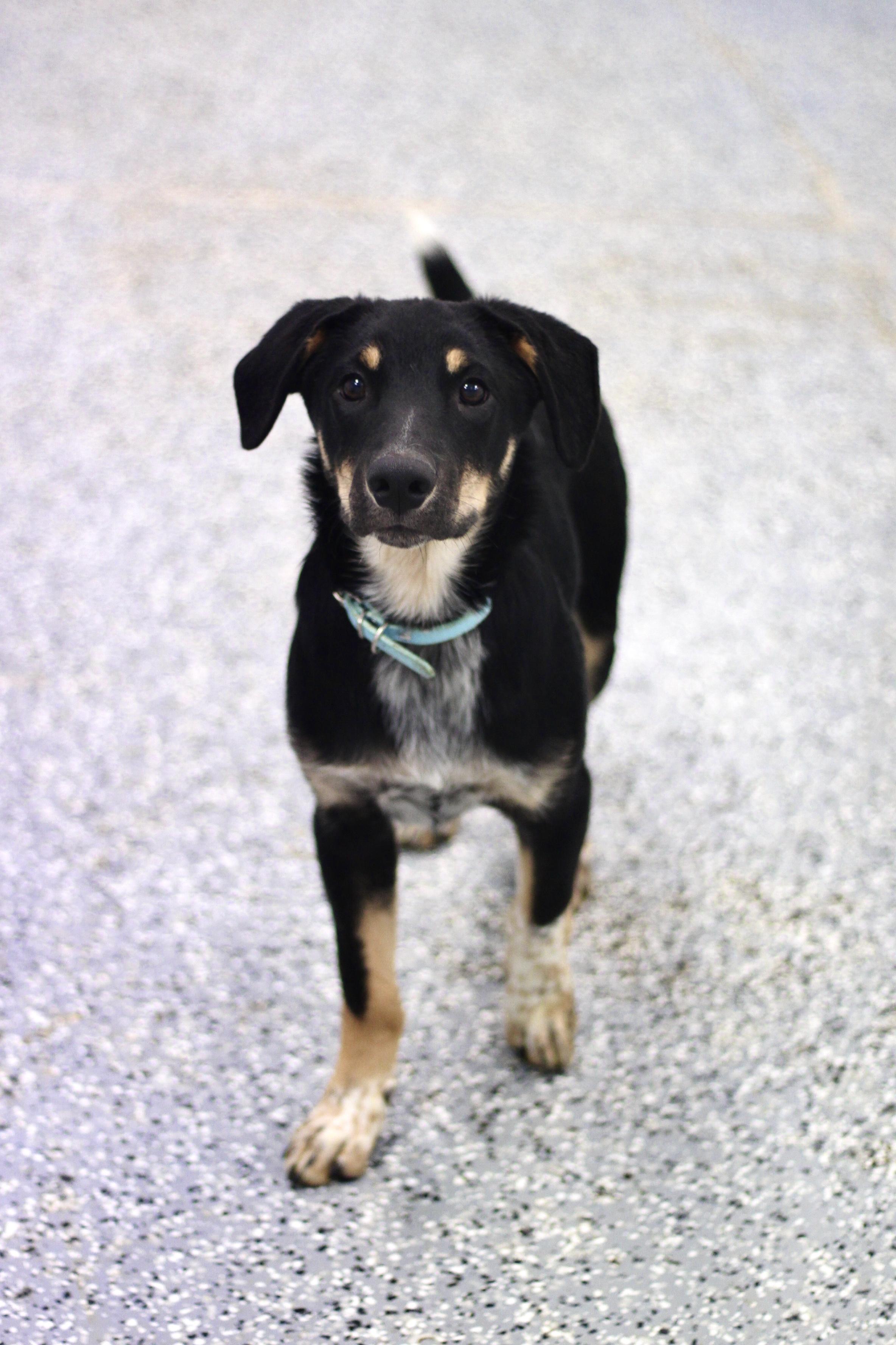 Binx in NH! Come Meet our Adoptable Dogs Wednesday-Saturday. More info in Bio!