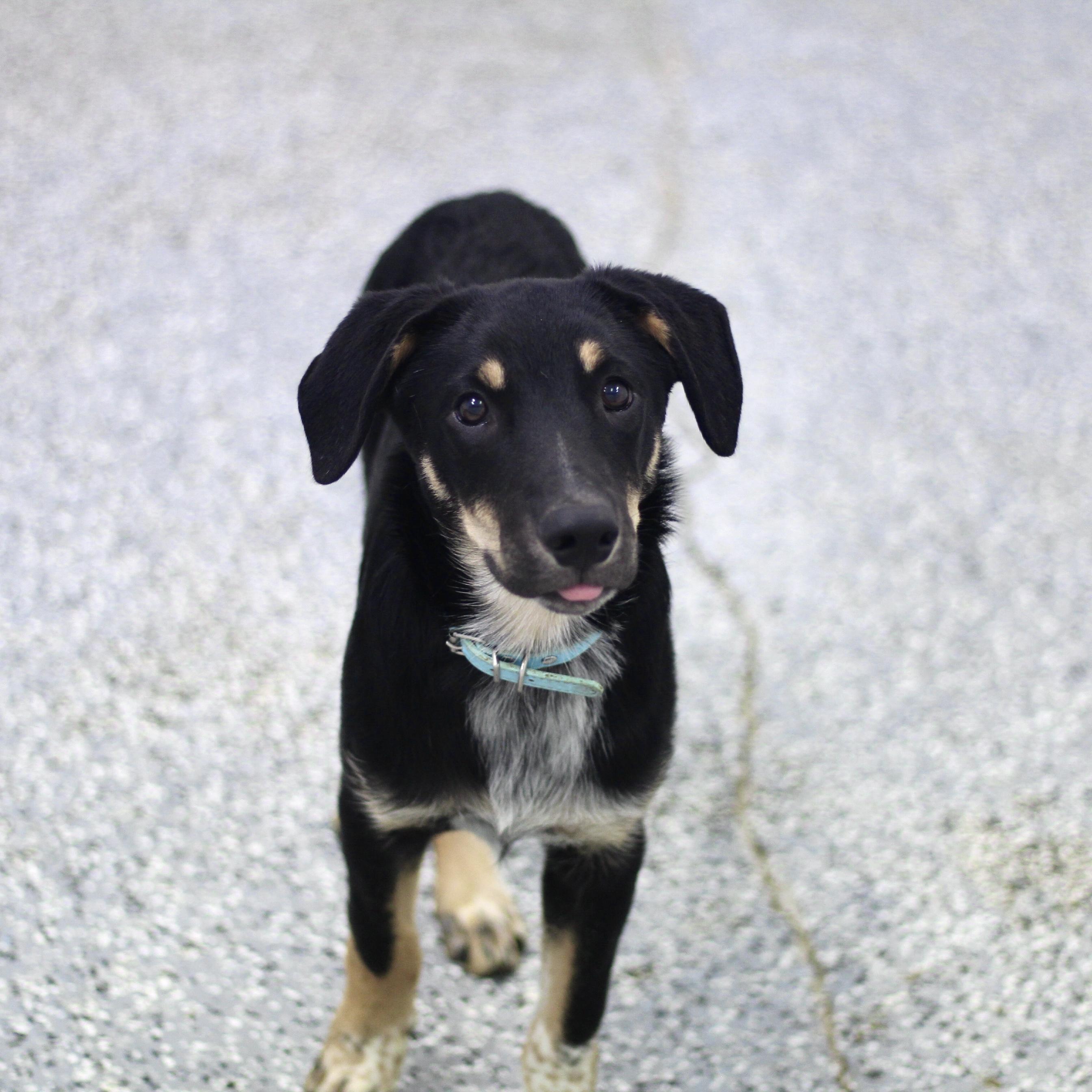 Binx in NH! Come Meet our Adoptable Dogs Wednesday-Saturday. More info in Bio!