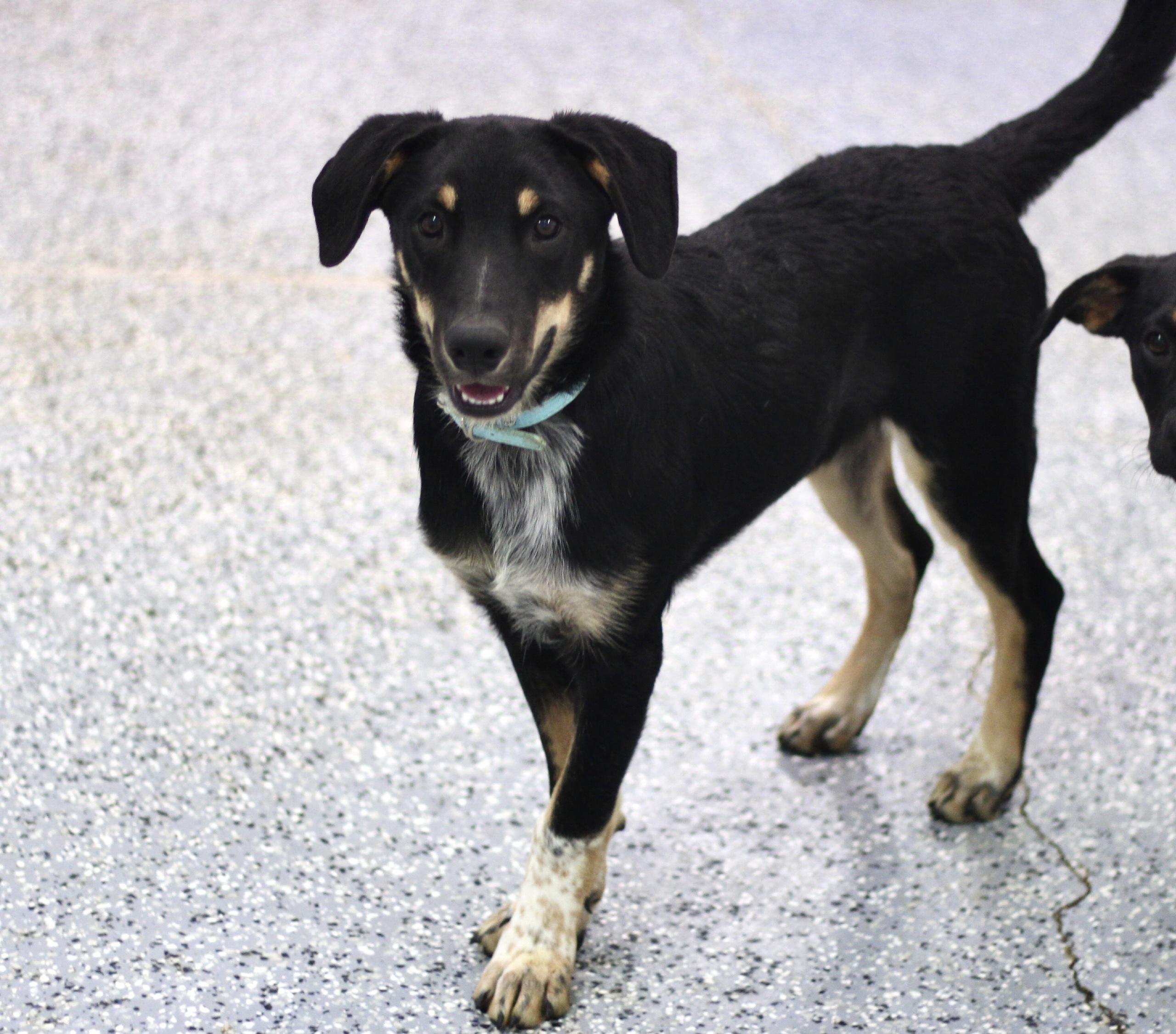Binx in NH! Come Meet our Adoptable Dogs Wednesday-Saturday. More info in Bio!