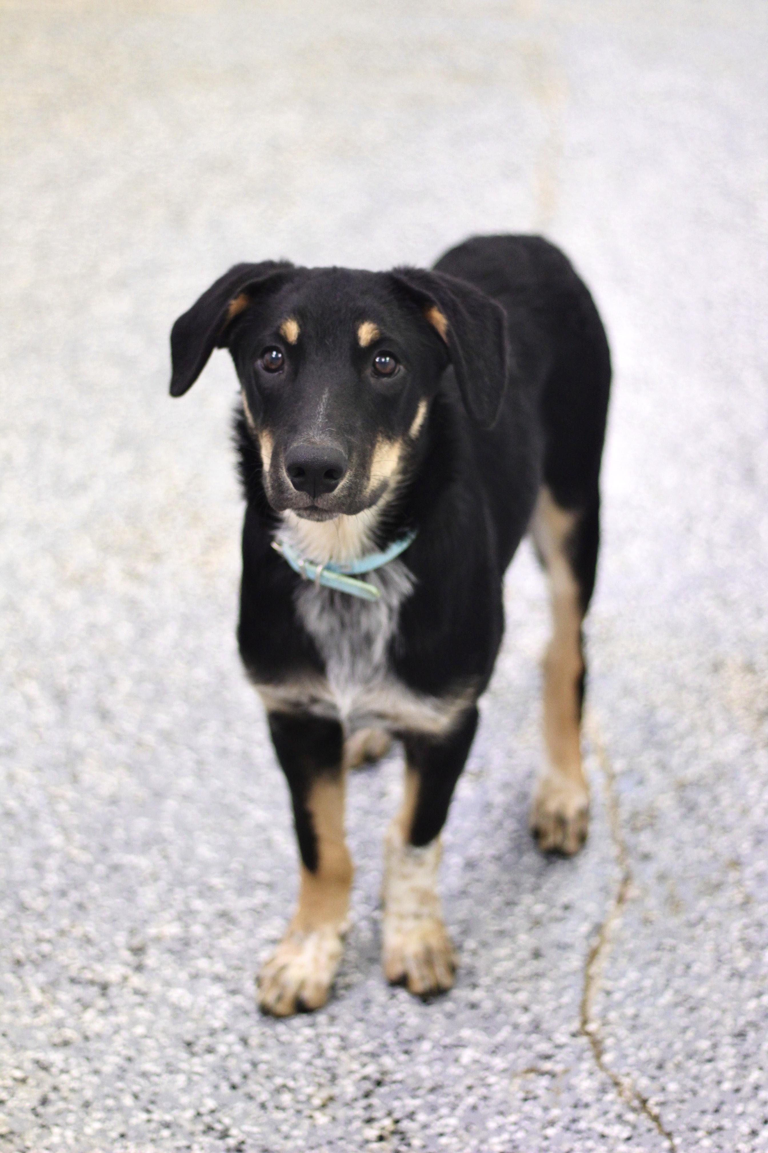 Binx in NH! Come Meet our Adoptable Dogs Wednesday-Saturday. More info in Bio!