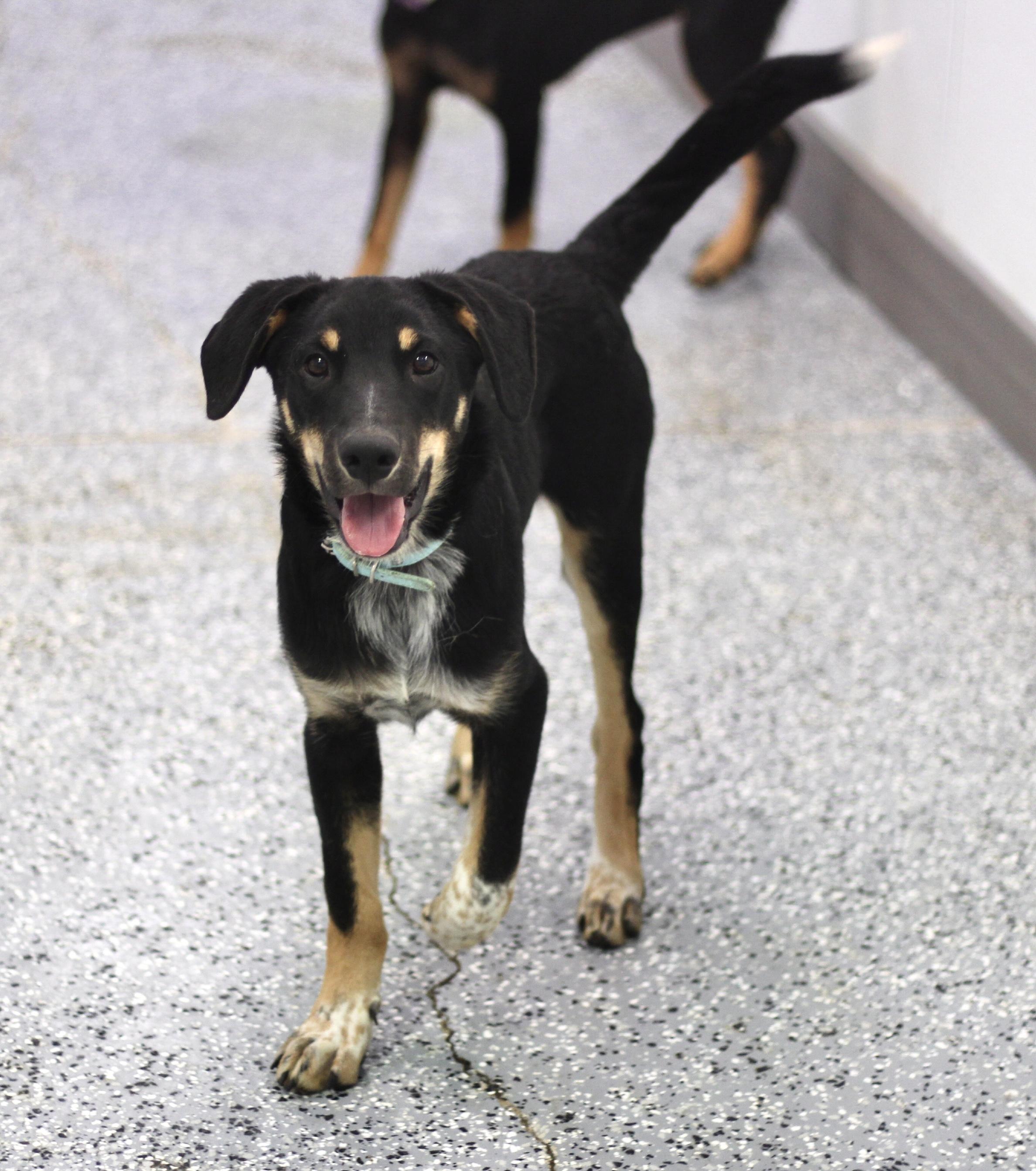 Binx in NH! Come Meet our Adoptable Dogs Wednesday-Saturday. More info in Bio!