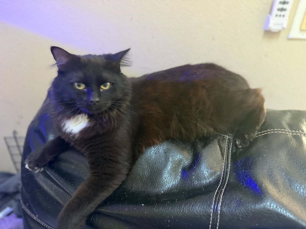 Tie, Adoptable, Adult Male Domestic Long Hair.