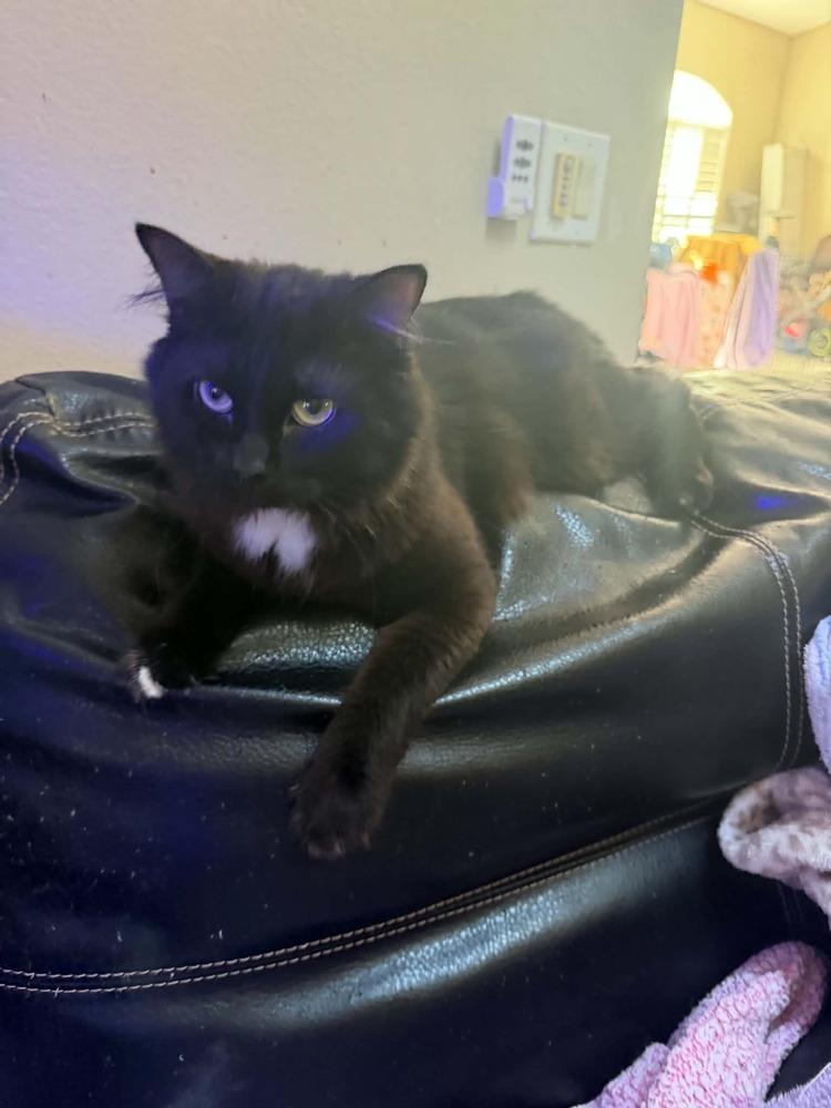 Enlarge Tie, a Adoptable Domestic Long Hair in Orlando, FL image 3/3