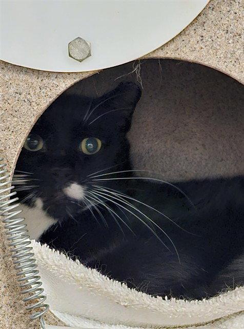 Enlarge COWBOY, a Adoptable Domestic Short Hair in Clyde, NC image 1/1