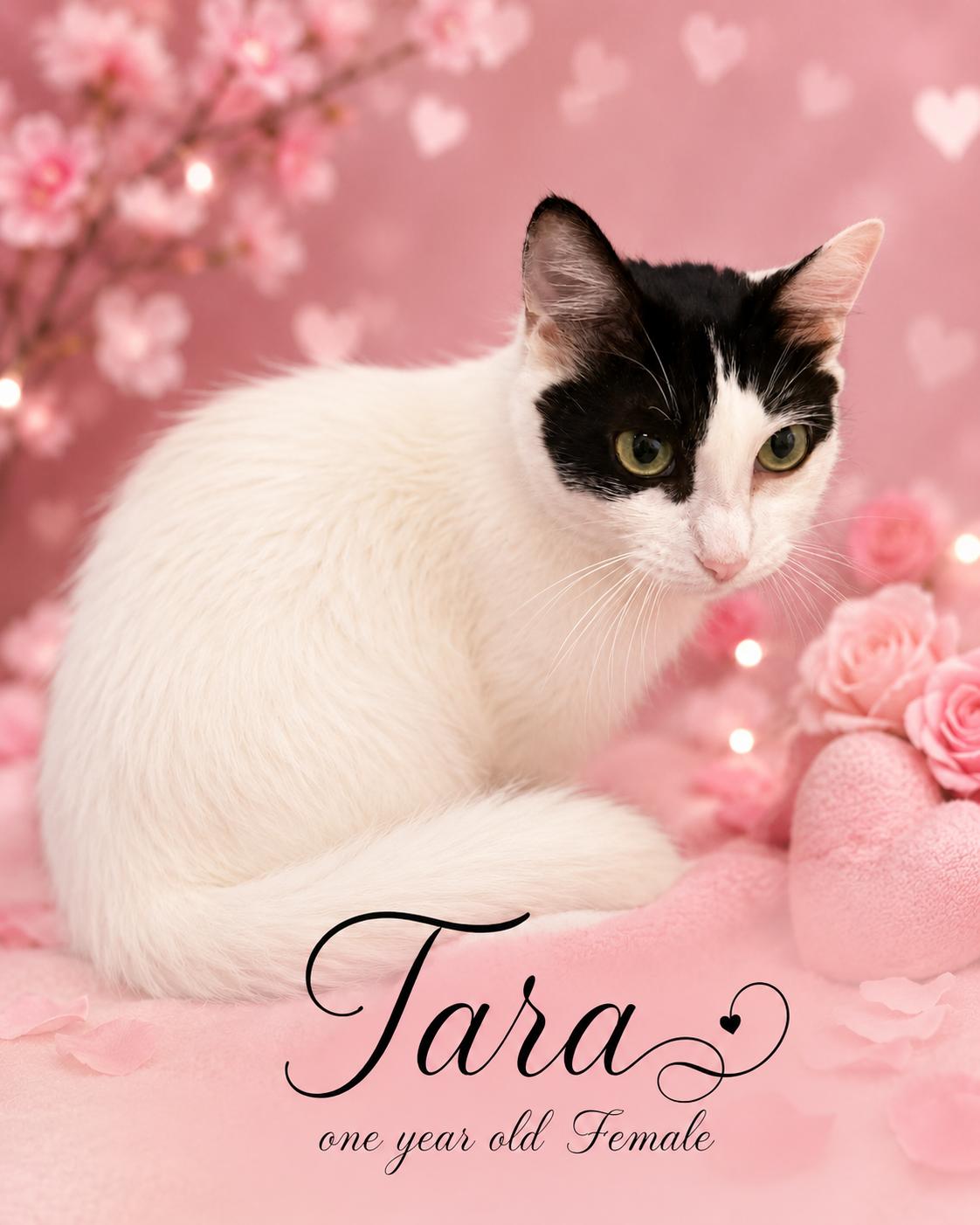 TARA (LOCATED AT PETSMART NOTHWEST RENO), ADOPTABLE, Adult Female Domestic Medium Hair.