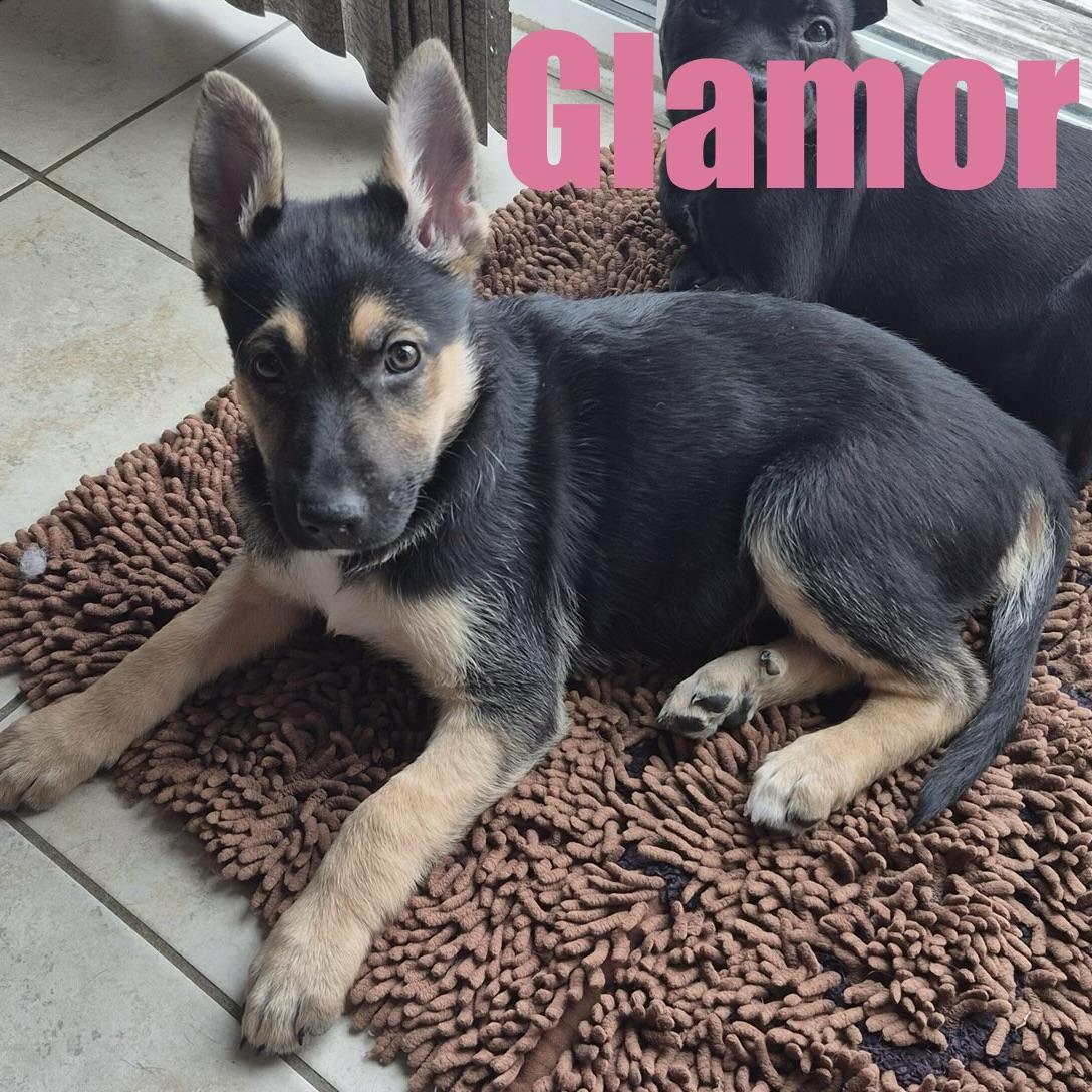 Glamor, adopted, Puppy Female Shepherd & Mixed Breed.