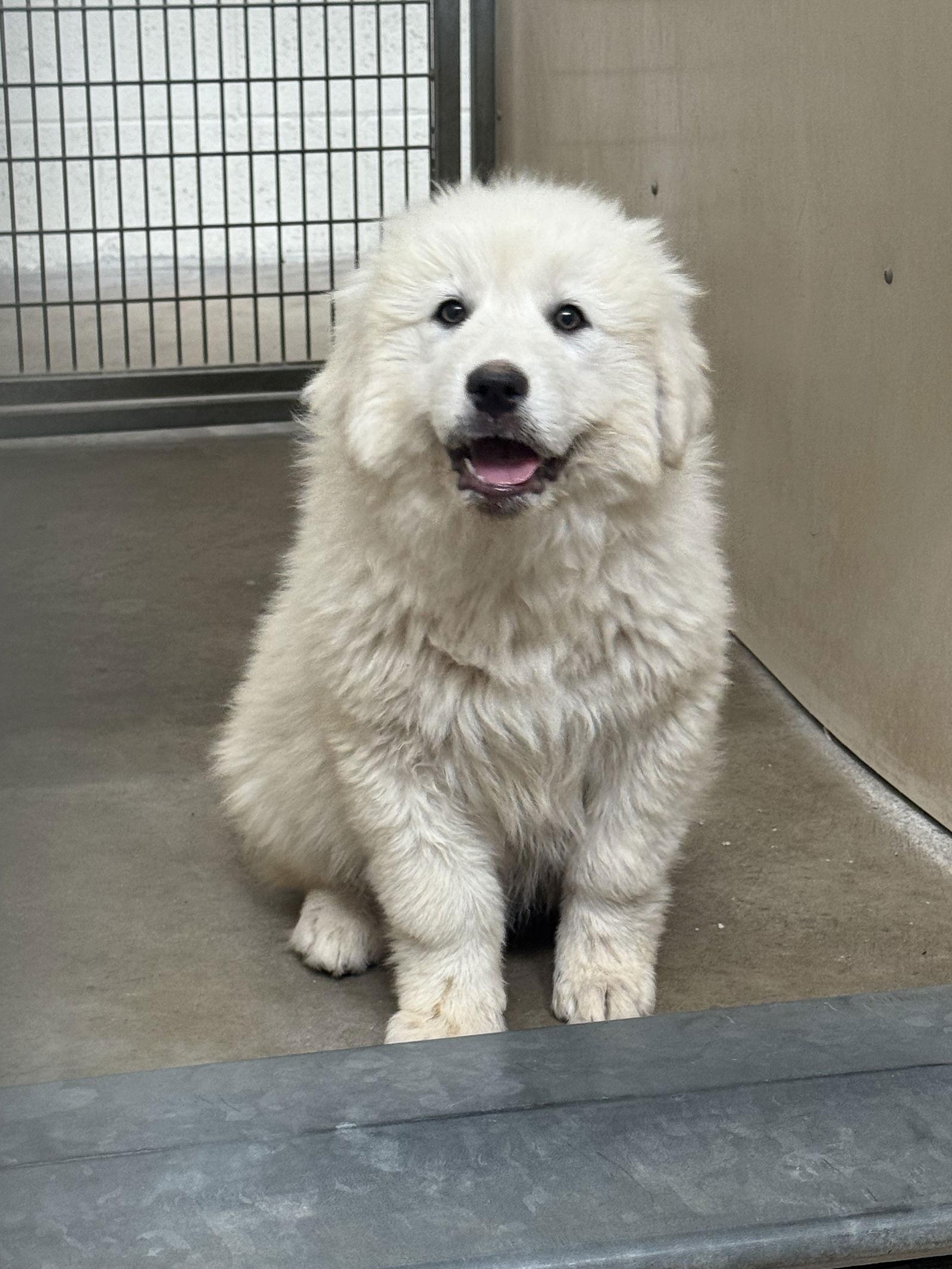 Tater Tot, Adopted, Puppy Female Mixed Breed.