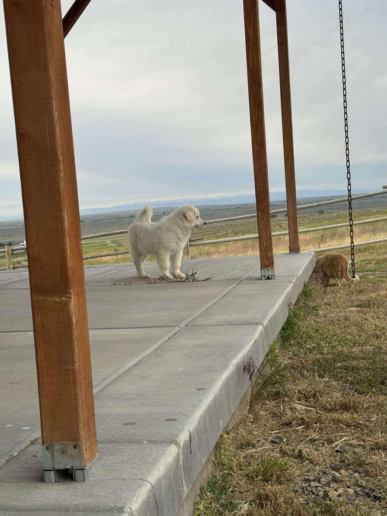 Enlarge Tater Tot, a Adopted Mixed Breed in Bountiful, UT image 3/3